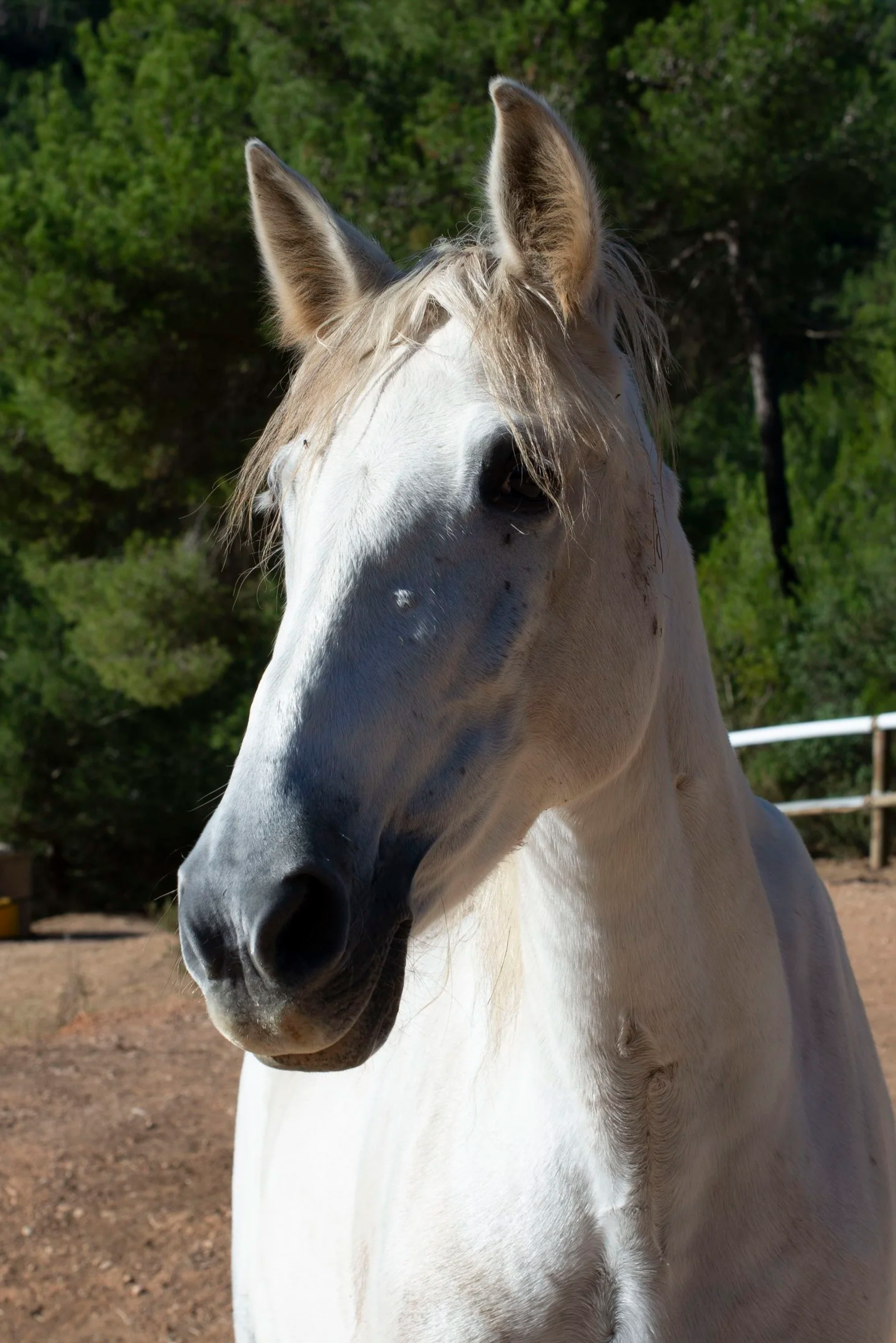 Beautiful white horse rescued at Ibiza Horse Valley Sanctuary and Charity