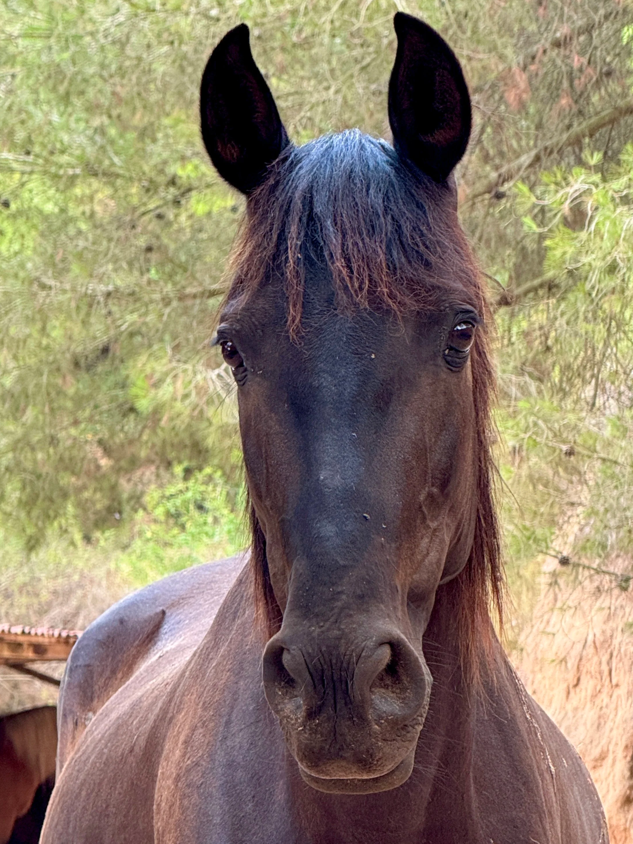 Rescued horse at Ibiza Horse Valley Sanctuary and Charity