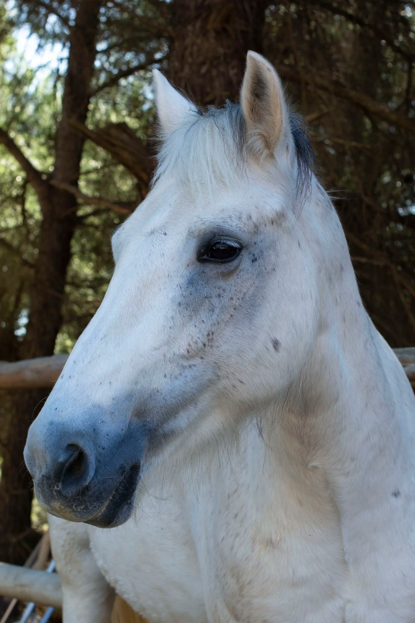 Rescue horses at Ibiza Horse Valley Sanctuary and Charity