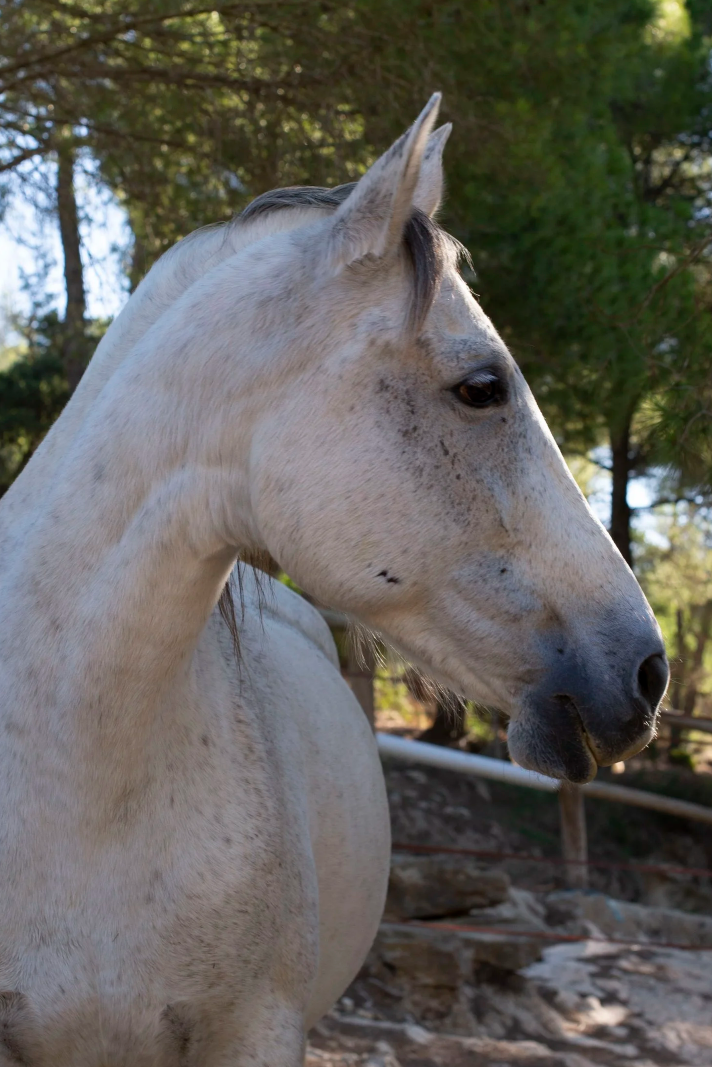 The alpha female of the herd at Ibiza Horse Valley Sanctuary and Charity