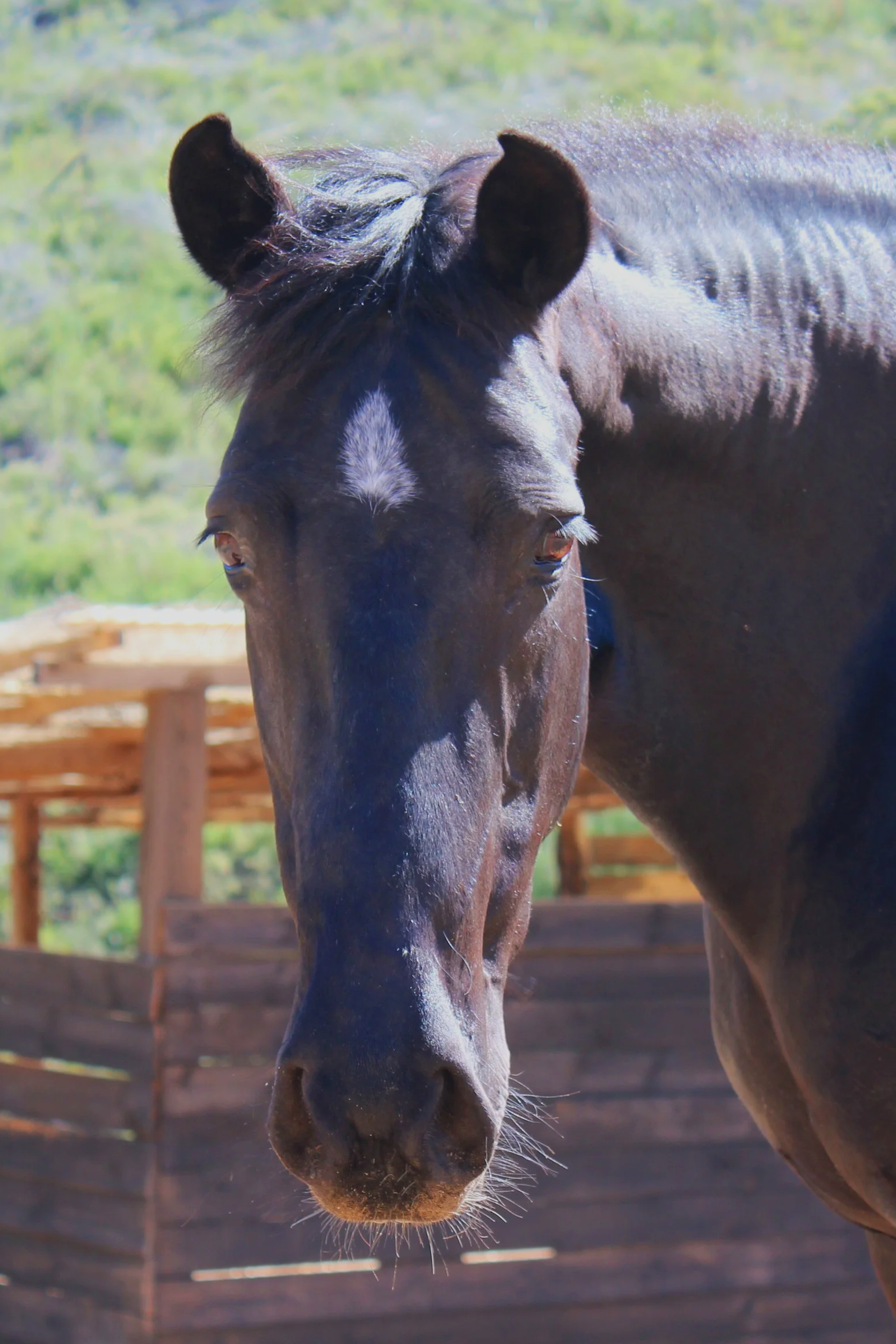 Sweet mare rescued at Ibiza Horse Valley Sanctuary and Charity
