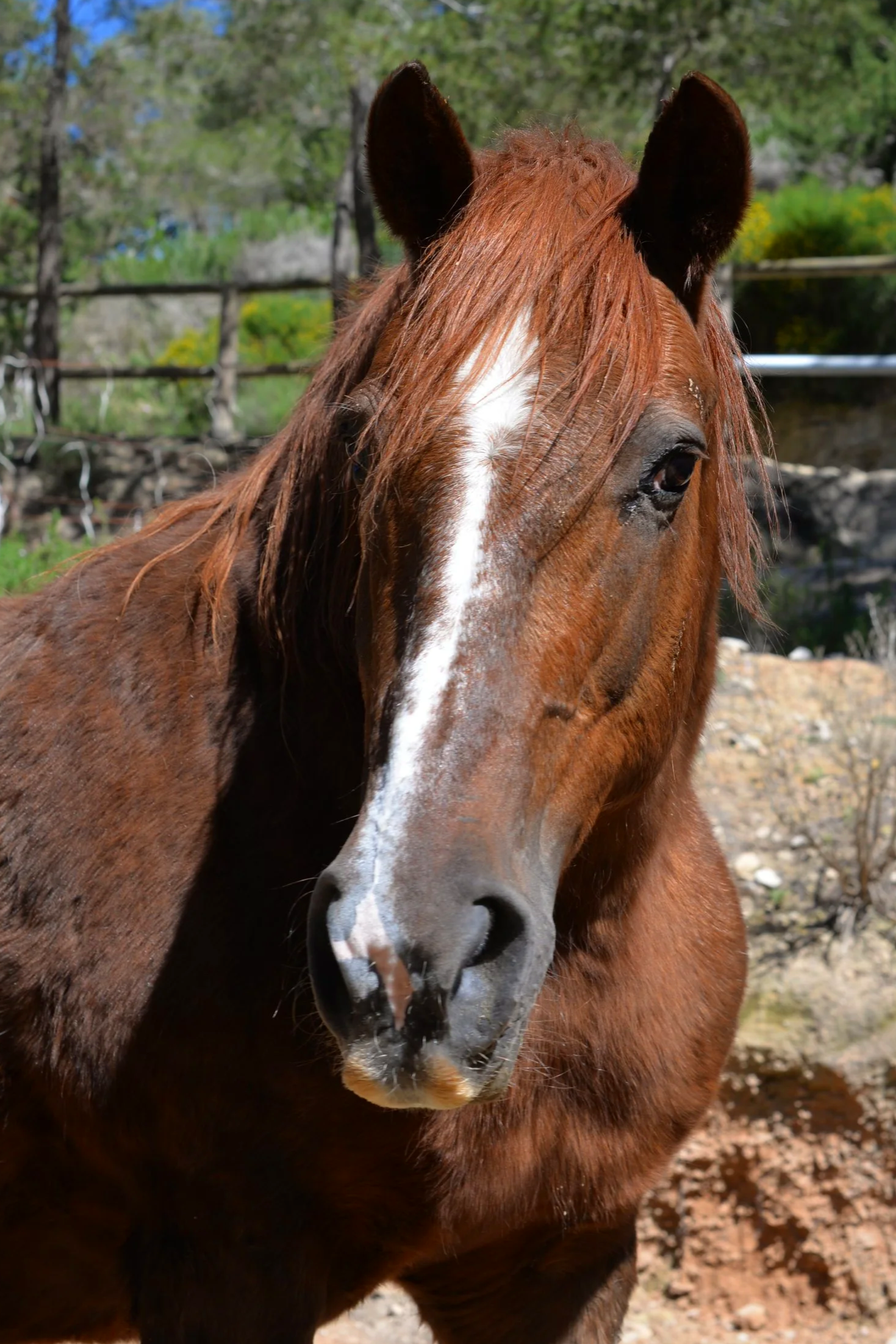 Learn more about herd behaviour at Ibiza Horse Valley Sanctuary and Charity
