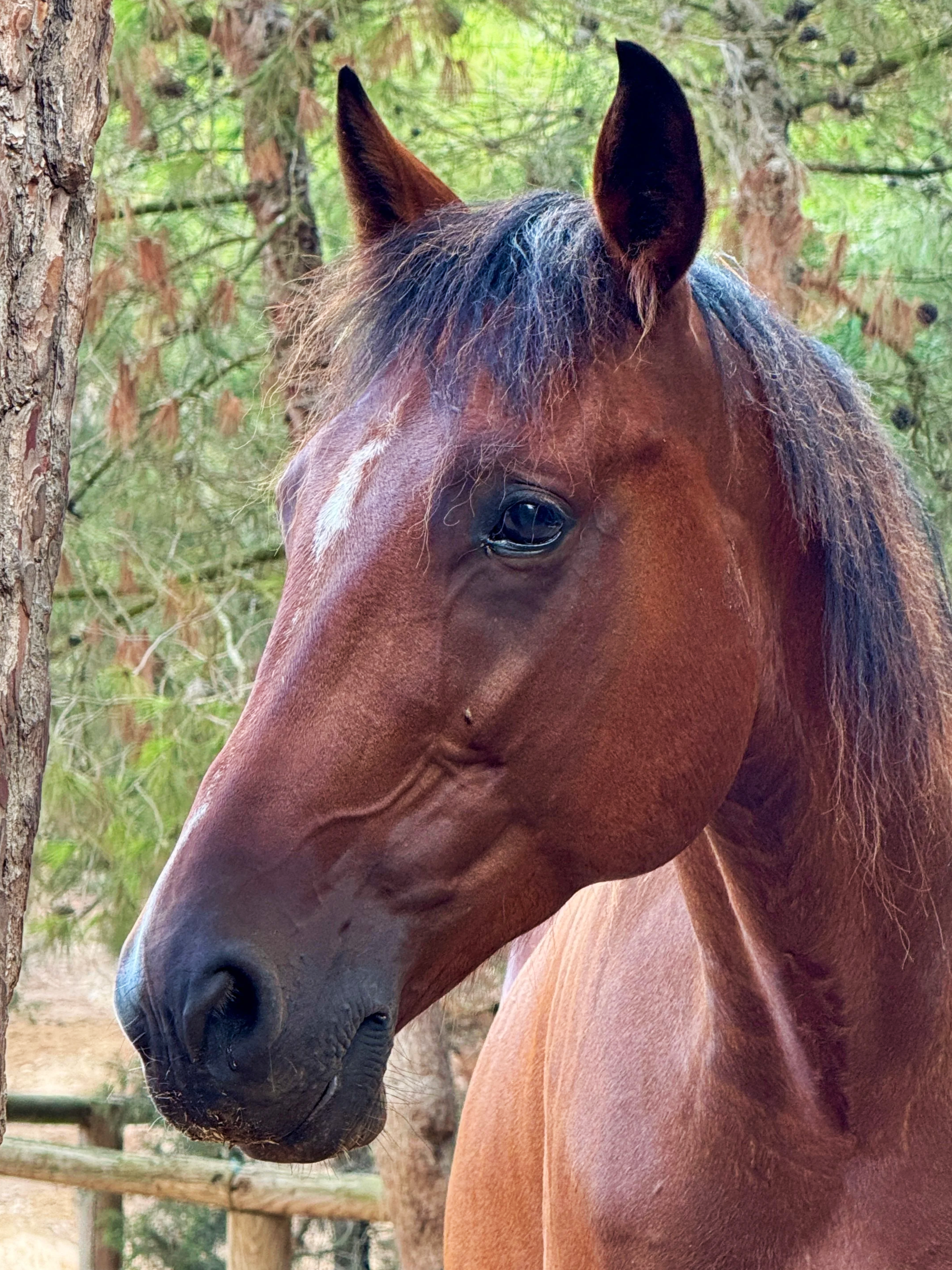 Experience connection with horses at Ibiza Horse Valley Sanctuary and Charity