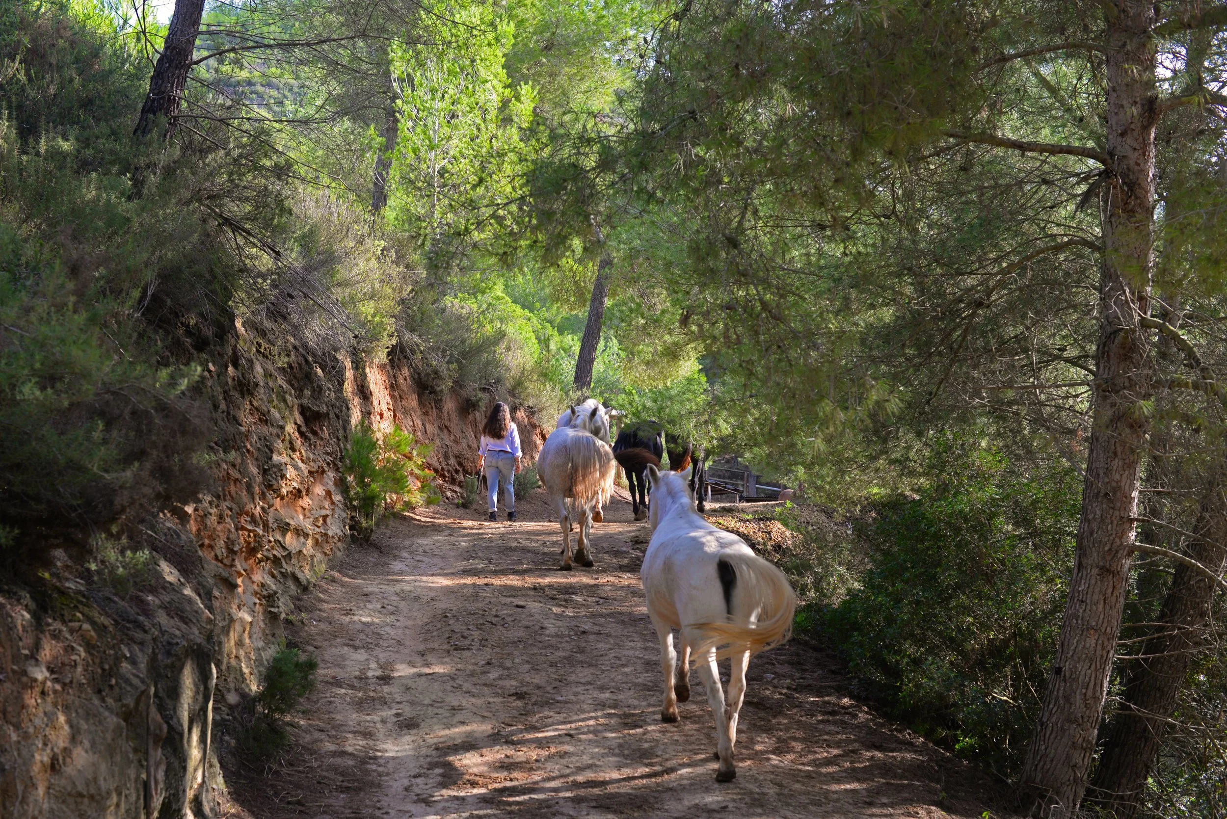 Unique experiences among a herd of horses at Ibiza Horse Valley Sanctuary