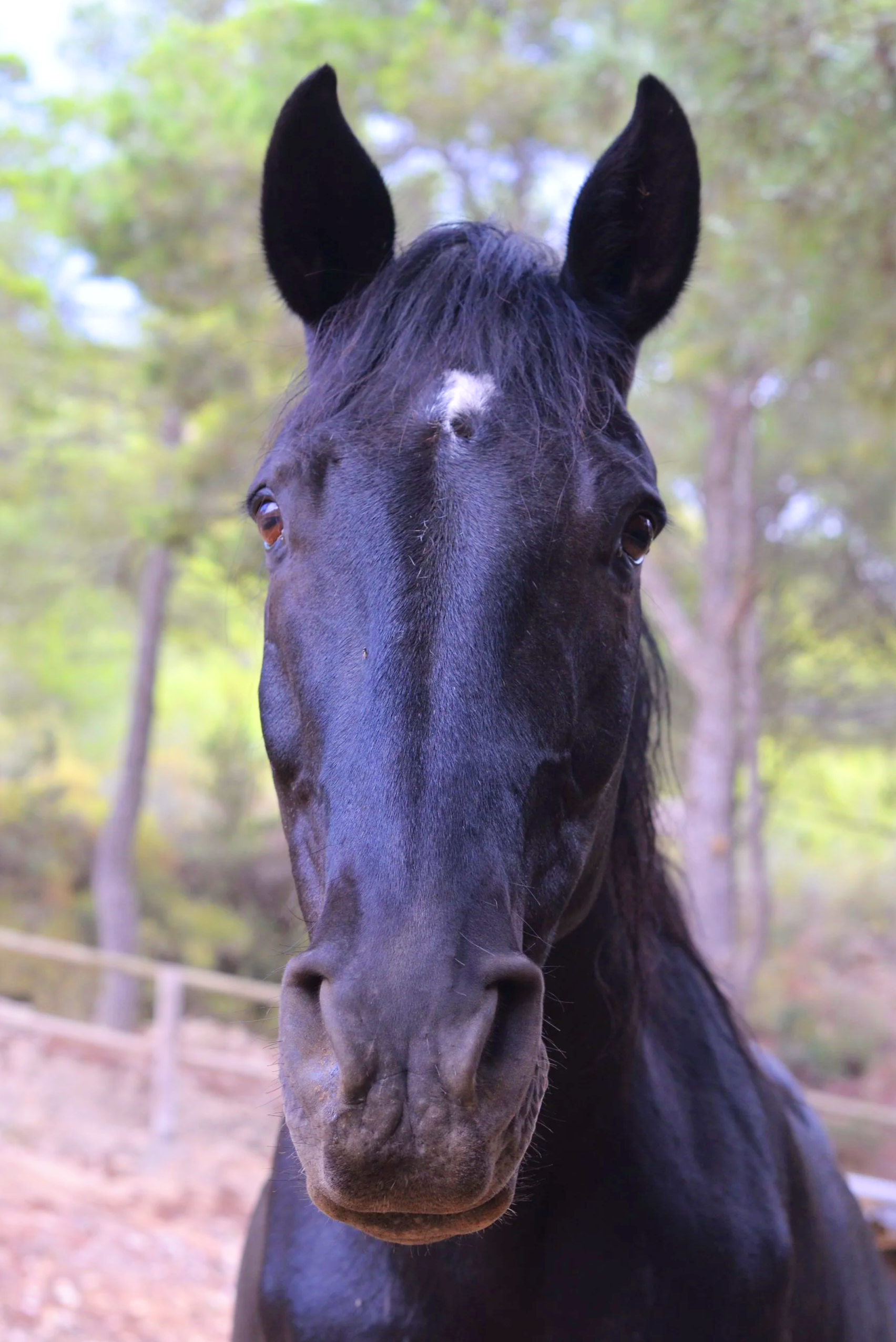Horse experience Ibiza at Ibiza Horse Valley Sanctuary and Charity