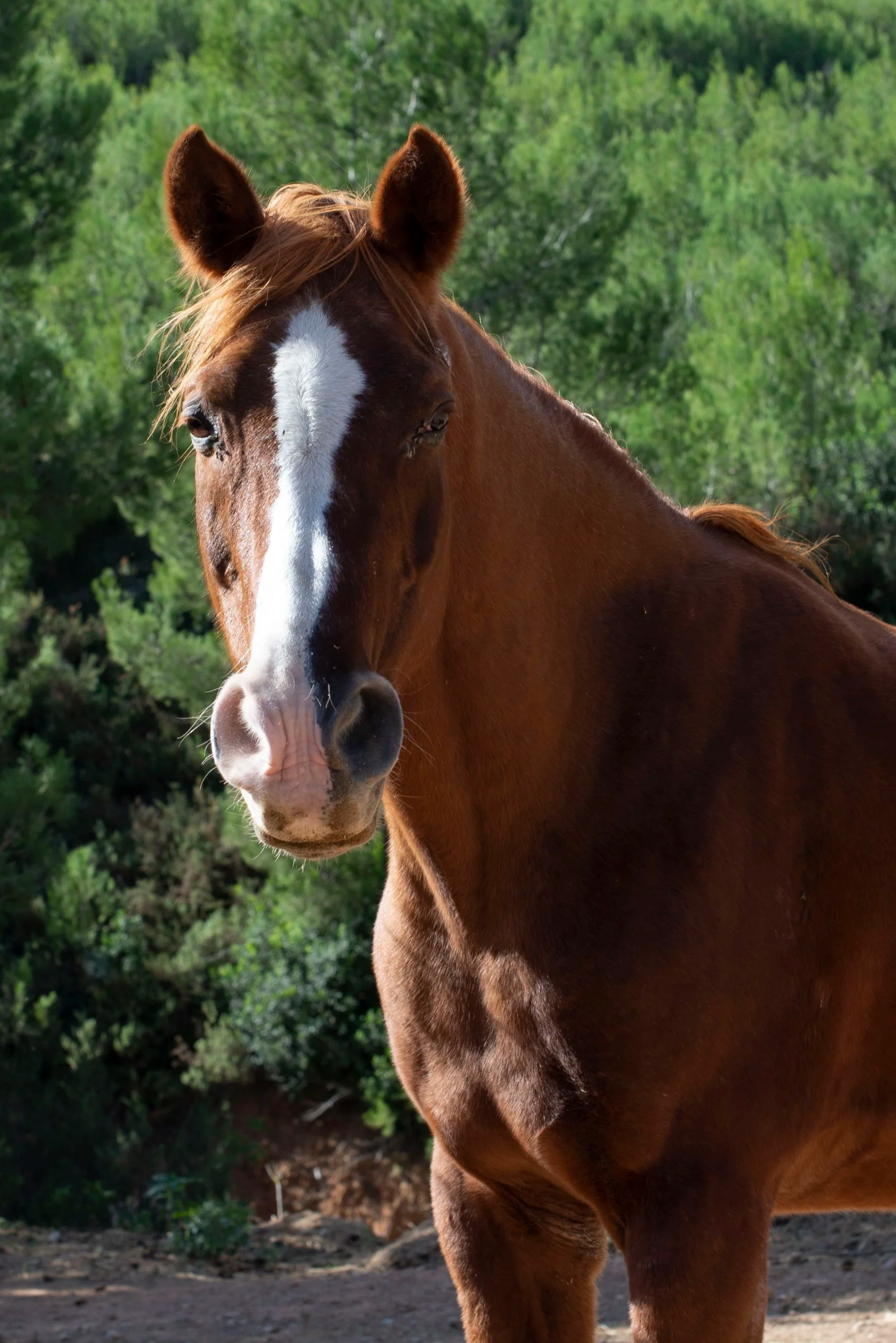 Connect with horses at Ibiza Horse Valley Sanctuary and Charity