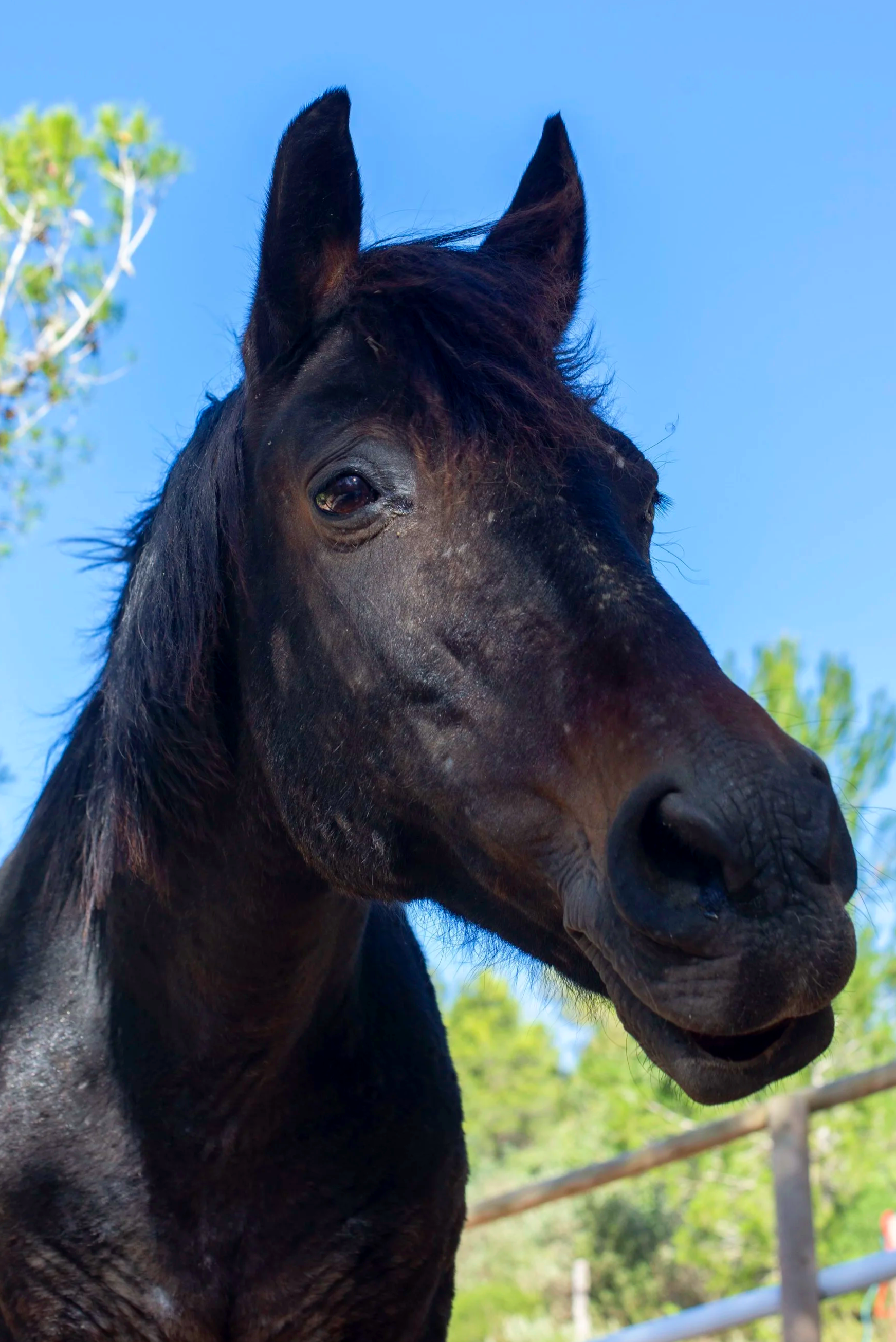 Cute horse at Ibiza Horse Valley Sanctuary and Charity