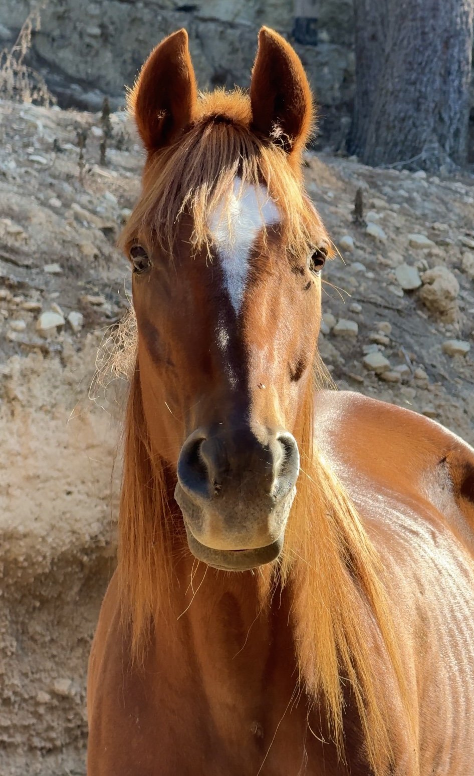 Experience a herd of horses at Ibiza Horse Valley Sanctuary and Charity