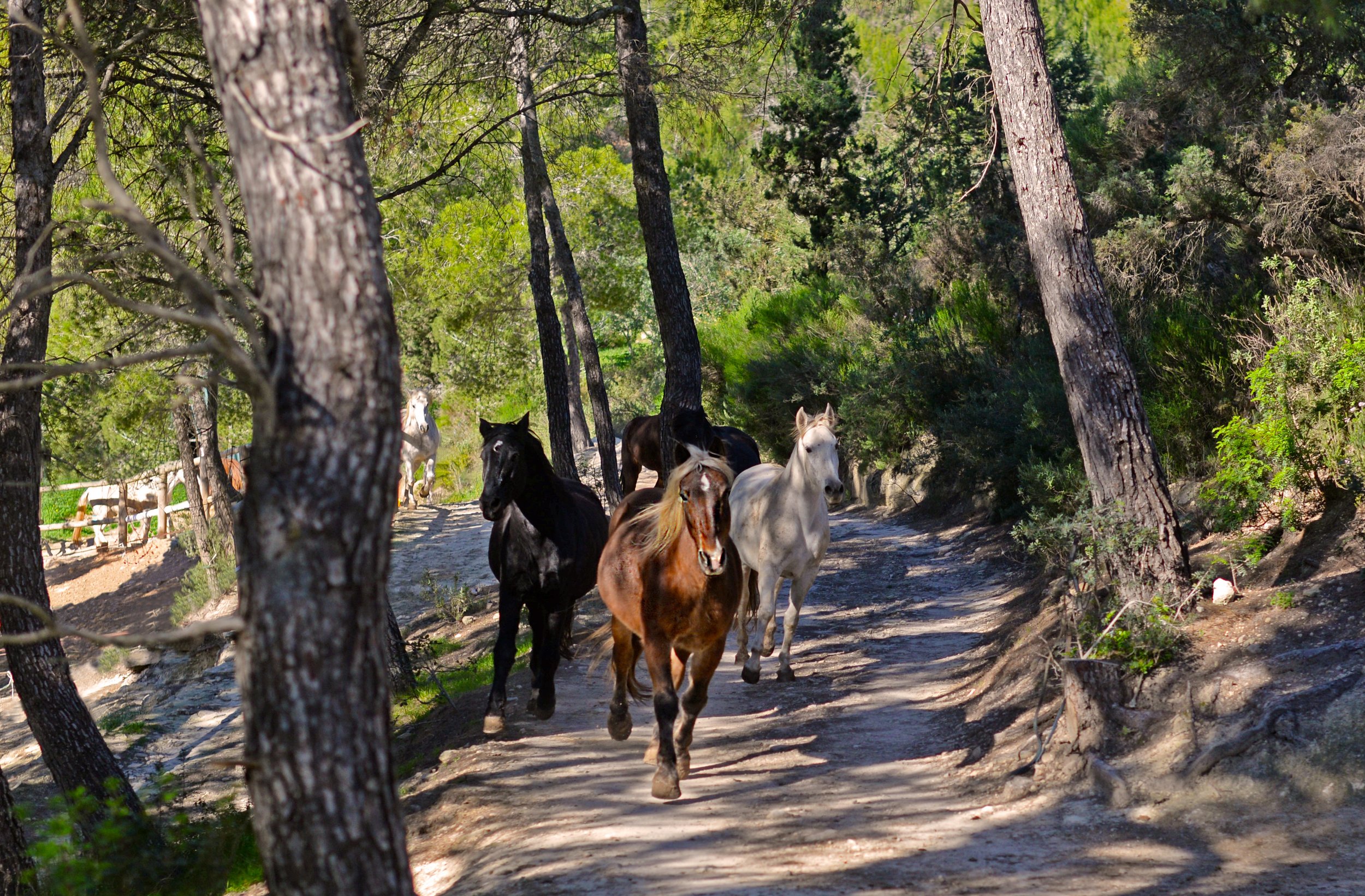 Rescue horses at Ibiza Horse Valley Sanctuary