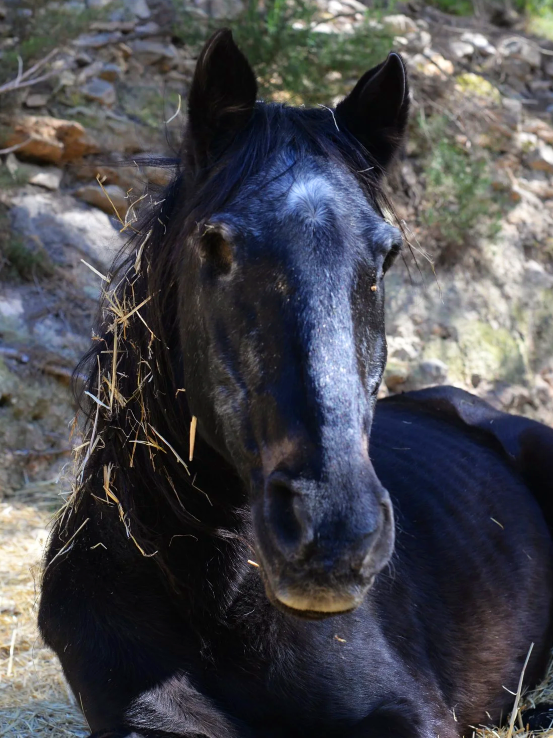 Beautiful blind horse rescued at Ibiza Horse Valley Sanctuary and Charity
