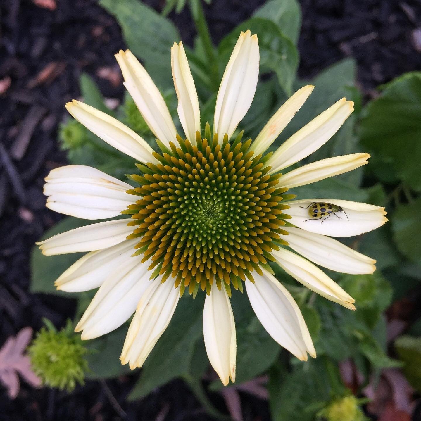 Thinking back to times of beautiful growth on our grounds. Like this white coneflower and its little insect friend.
.
.
How have you grown in the last year?
.
.
🌼 𝘌𝘤𝘩𝘪𝘯𝘢𝘤𝘦𝘢 𝘱𝘶𝘳𝘱𝘶𝘳𝘦𝘢
🐞 𝘋𝘪𝘢𝘣𝘳𝘰𝘵𝘪𝘤𝘢 𝘶𝘯𝘥𝘦𝘤𝘪𝘮𝘱𝘶𝘯𝘤𝘵𝘢