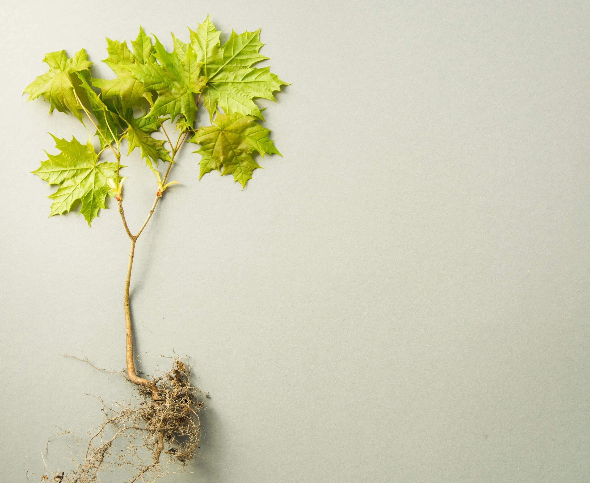 Arbor Day Giveaway