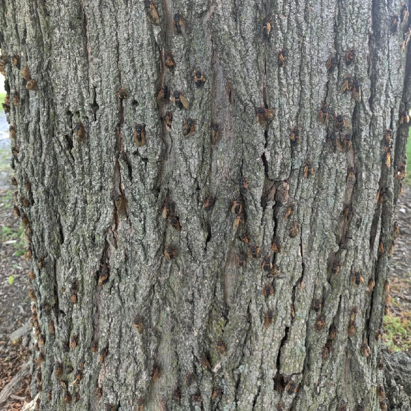 Brood X Has Arrived!