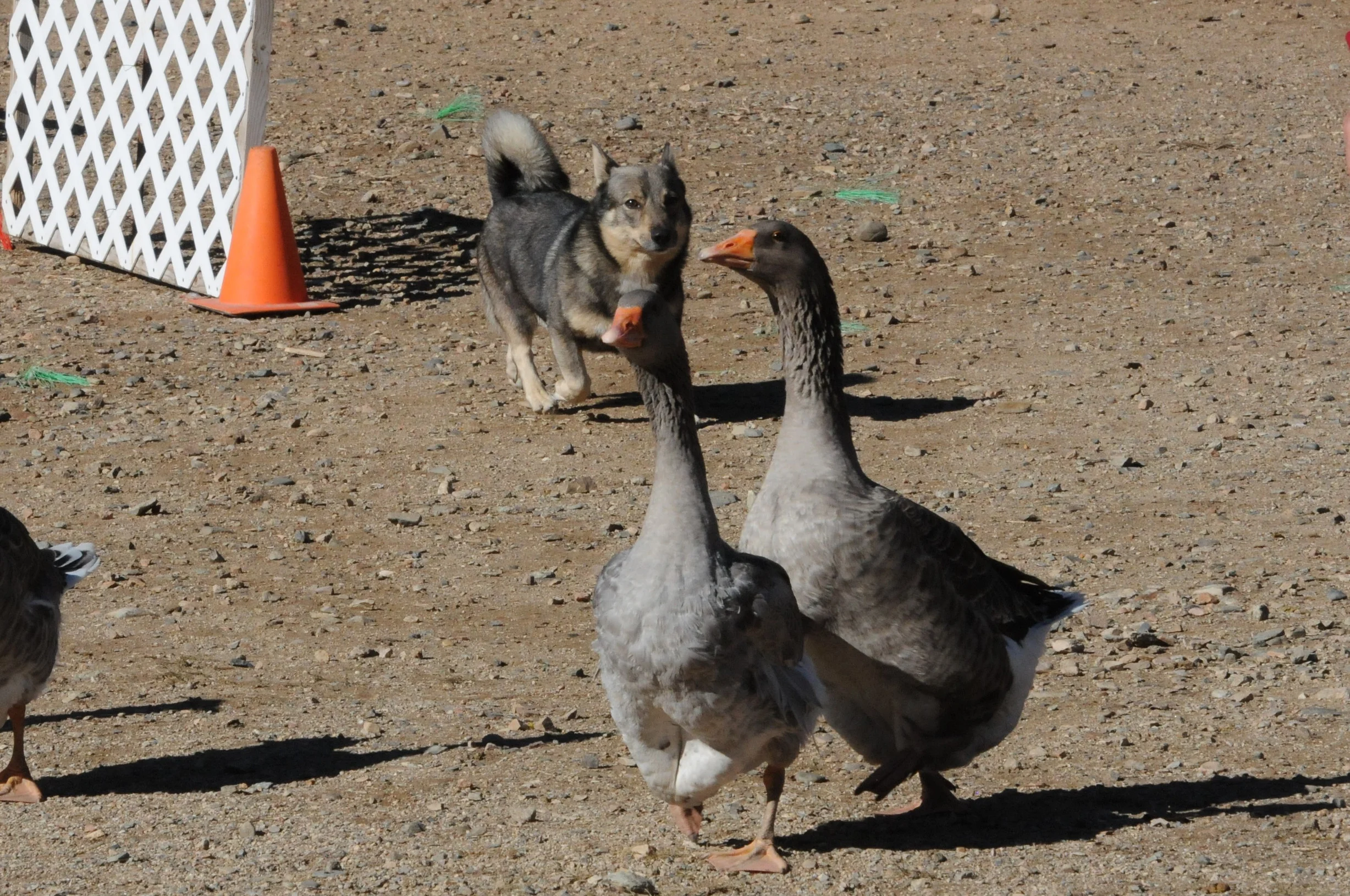 Zar Geese 2.jpg