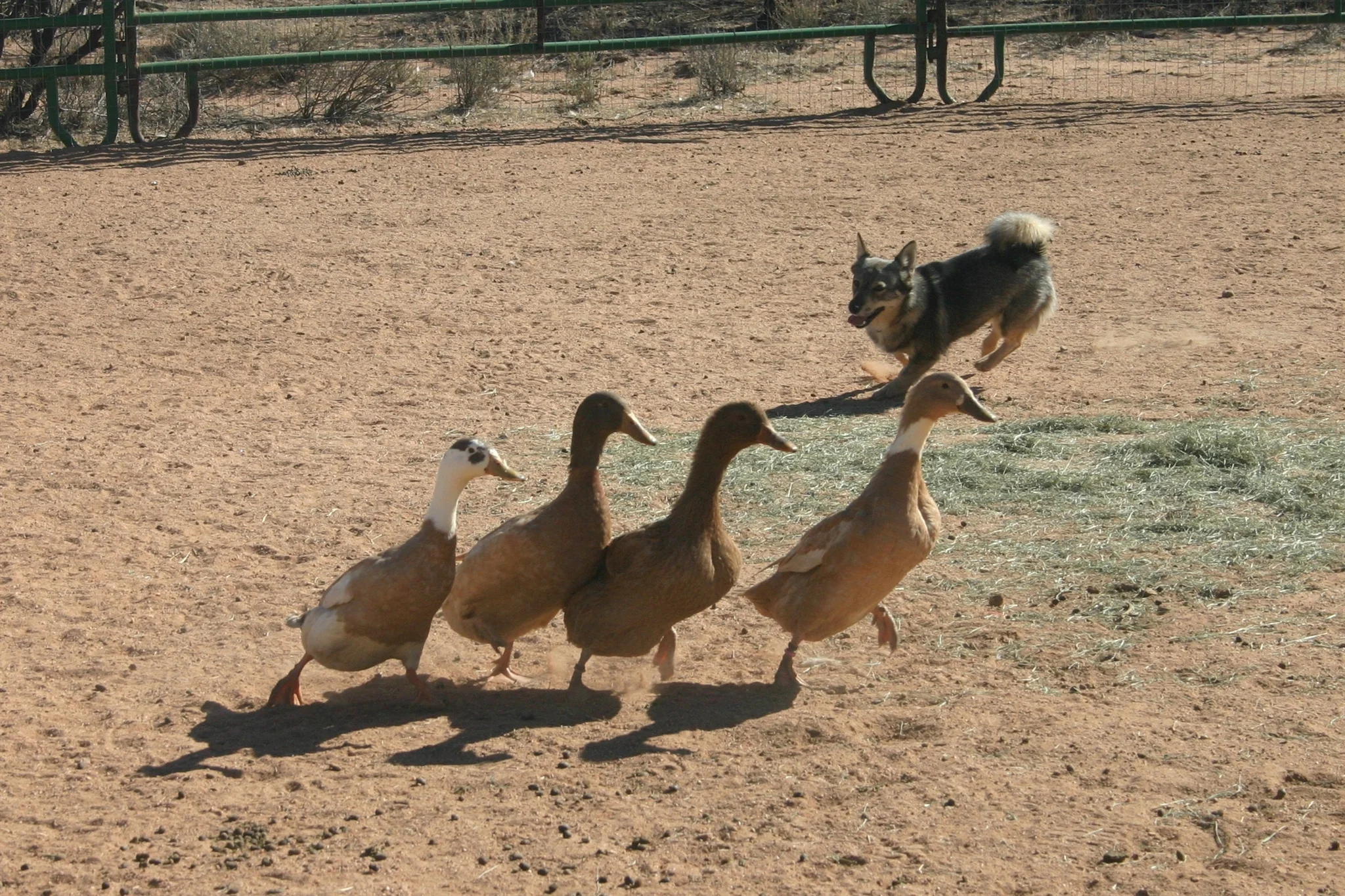 zia herding ducks.jpg