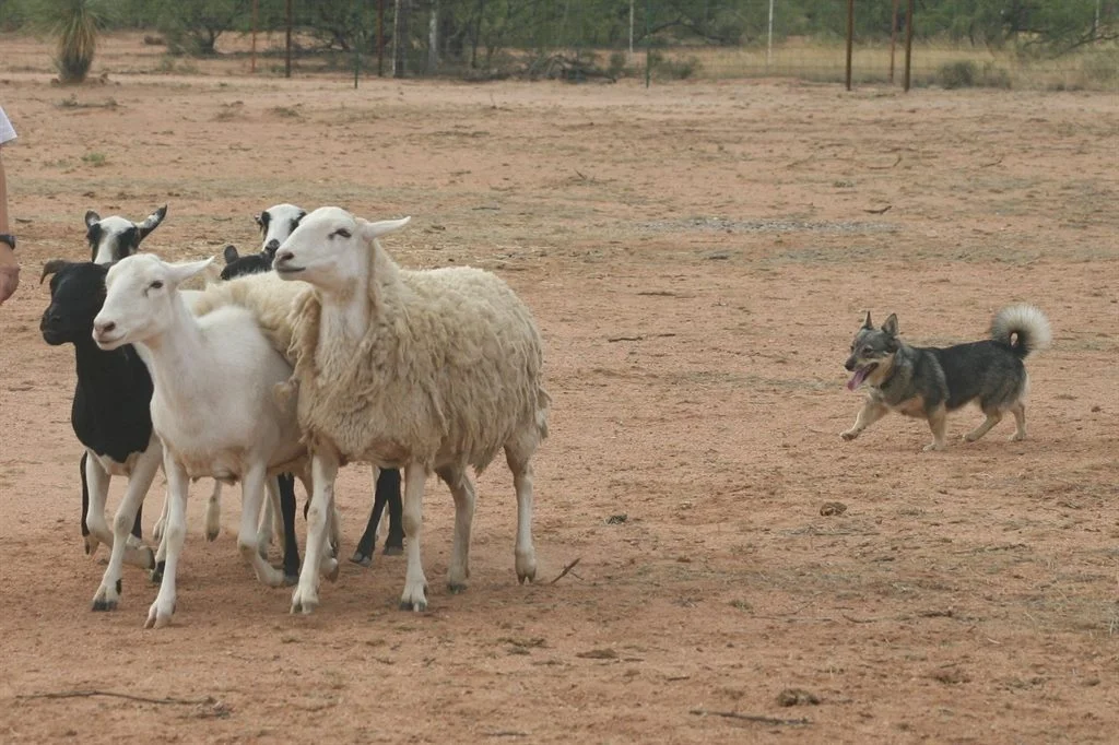 Ziaonsheep.jpg