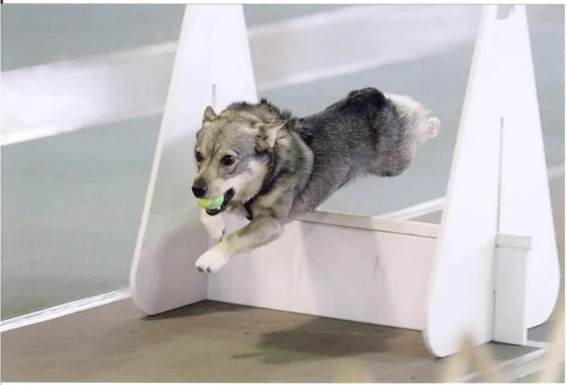 DarbyFlyball.jpg