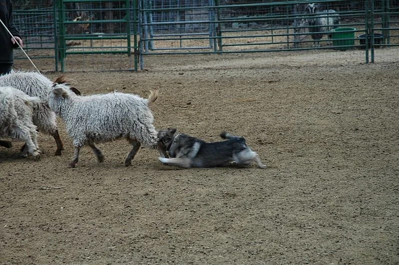 CayenneonGoats.jpg