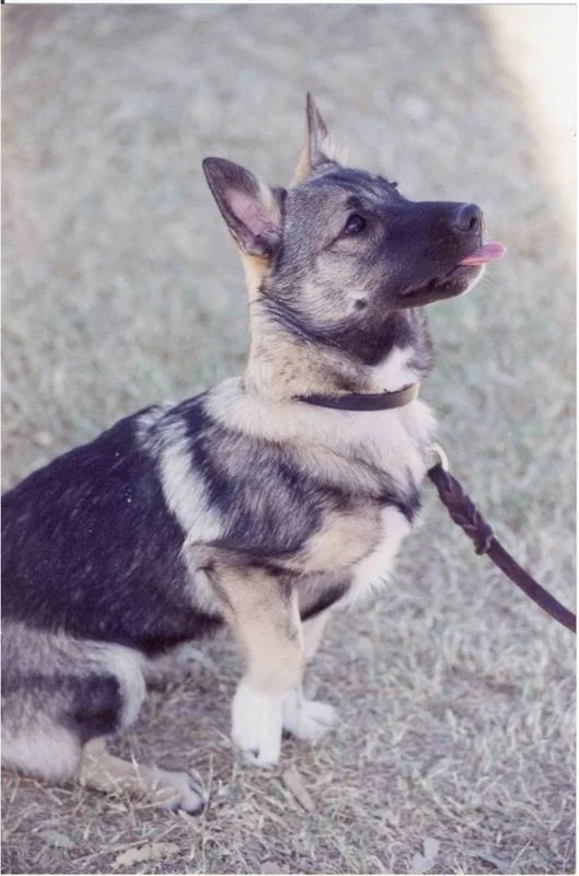 CayennePuppy.jpg