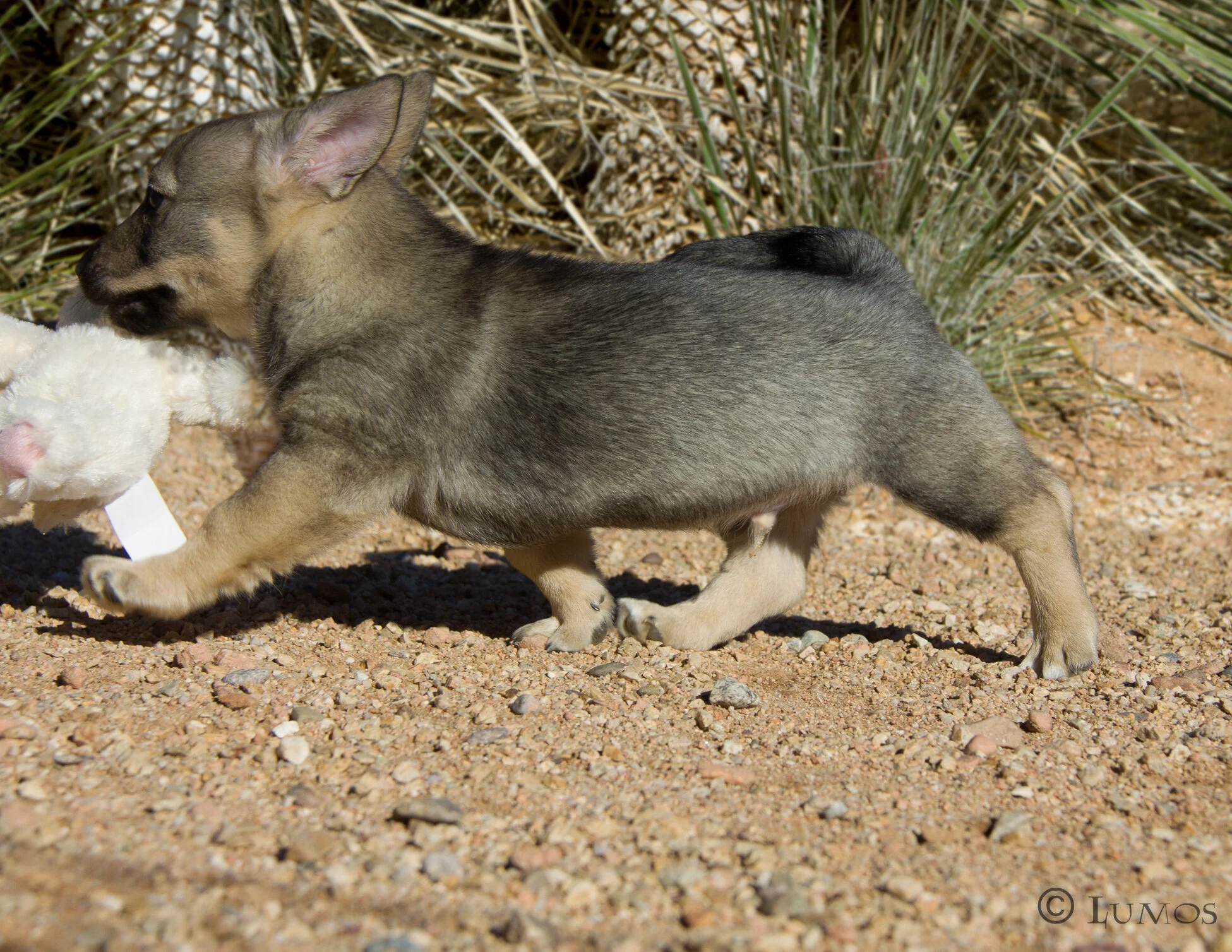 fromm puppies edited web sized-3.JPG