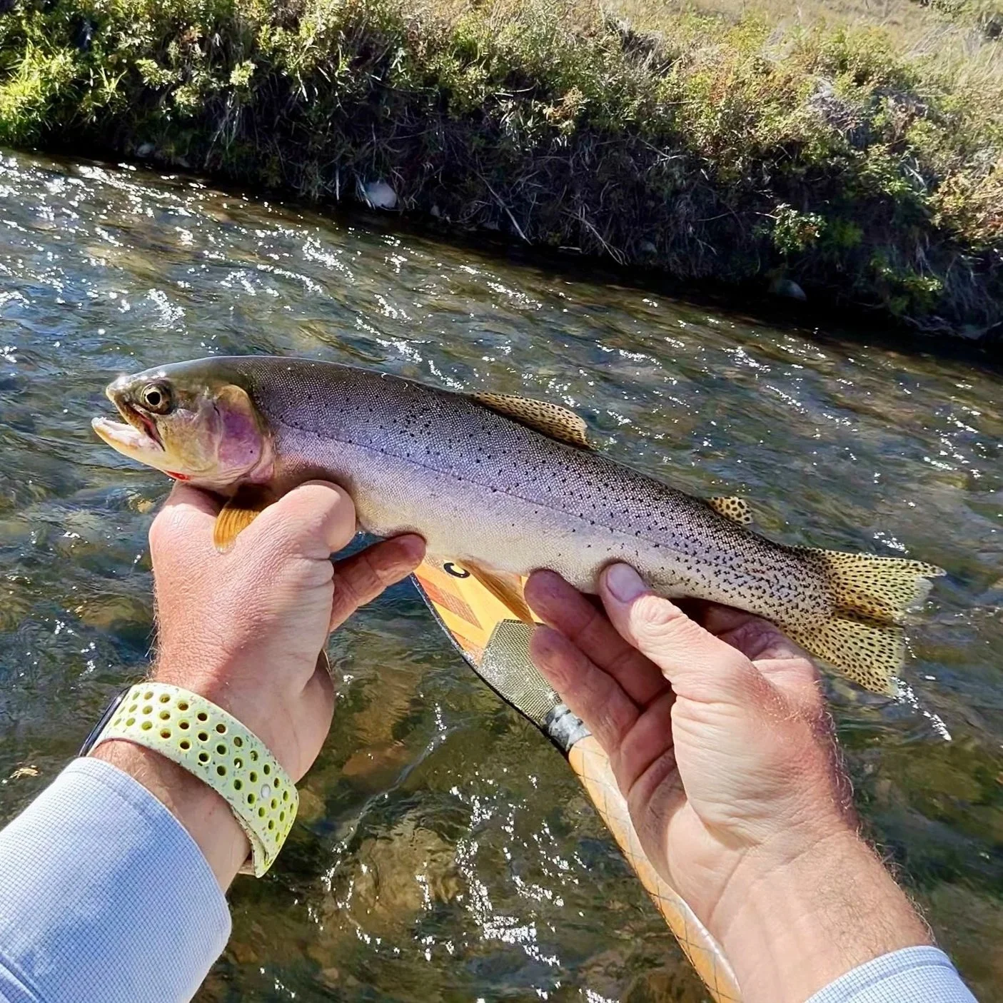 David Kern carefully handling a small, wild cutthroat trout during a Madison River float trip.