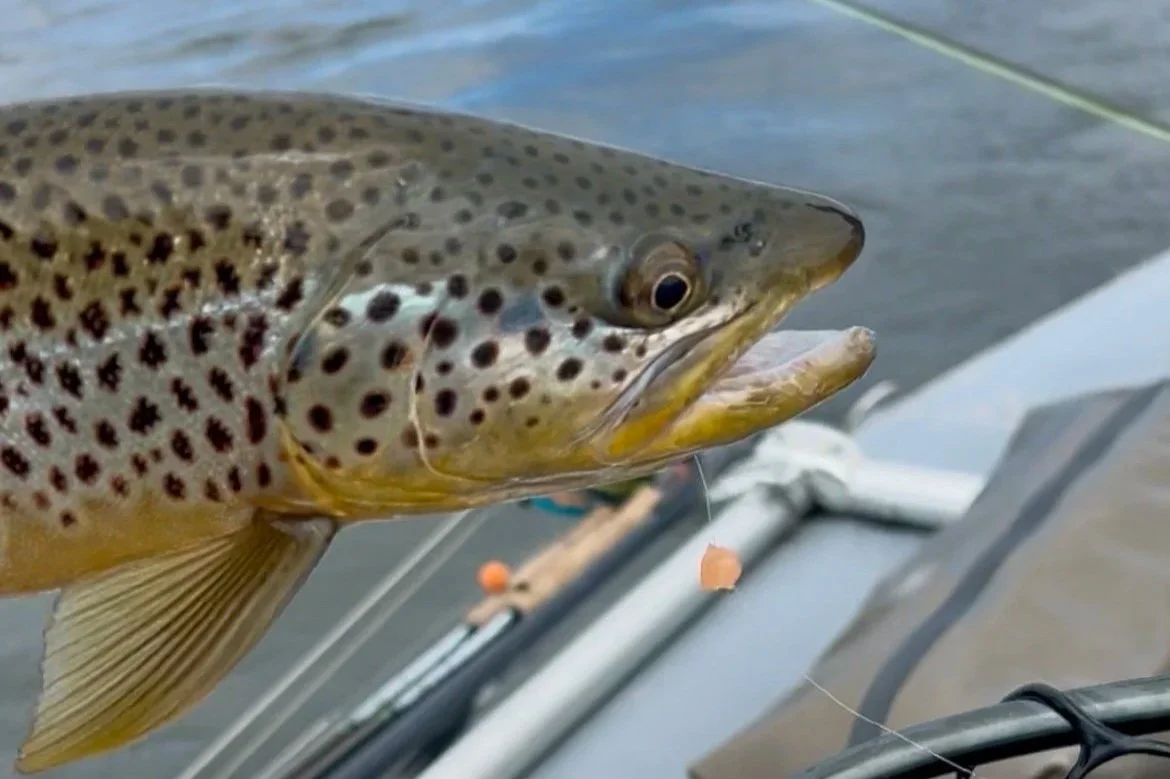 Upper Madison Fishing Report: Winter Mayflies &amp; Managing Guide Ice