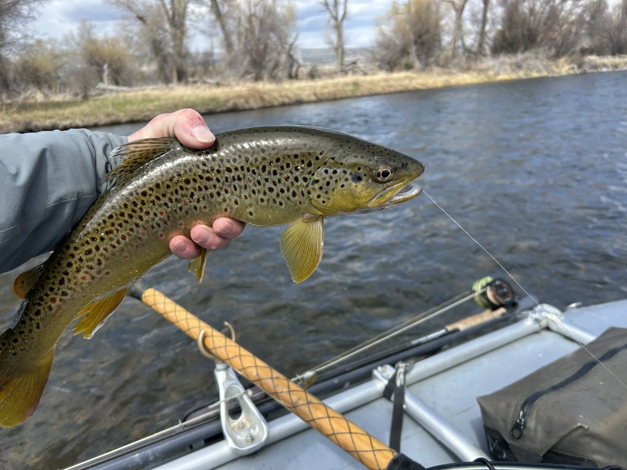 Madison River Fishing Report: Warming Weather &amp; Subsurface Tactics
