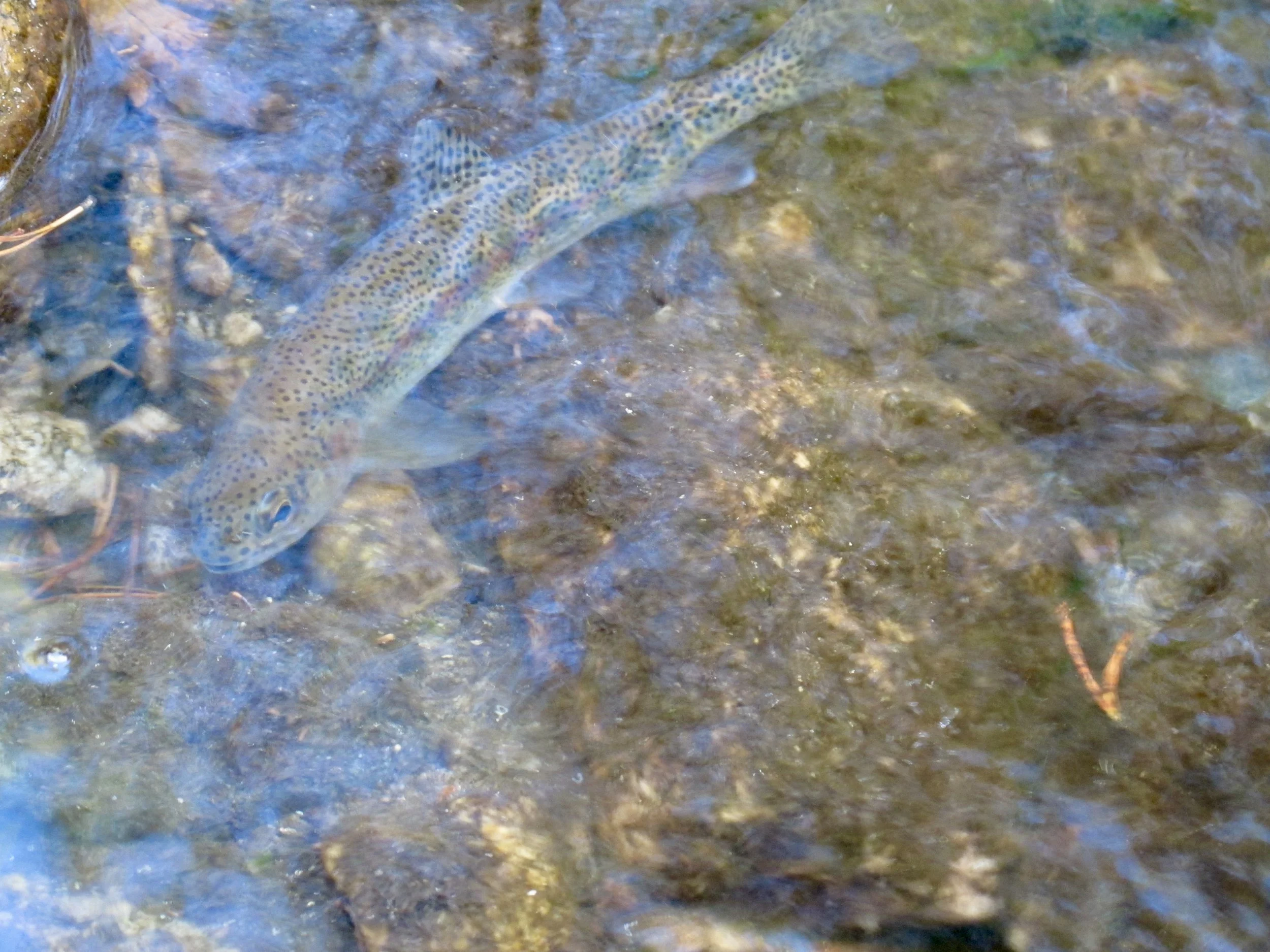 Southwest Montana Fishing Report: Widespread Heat Wave &amp; Drop-Off Tactics