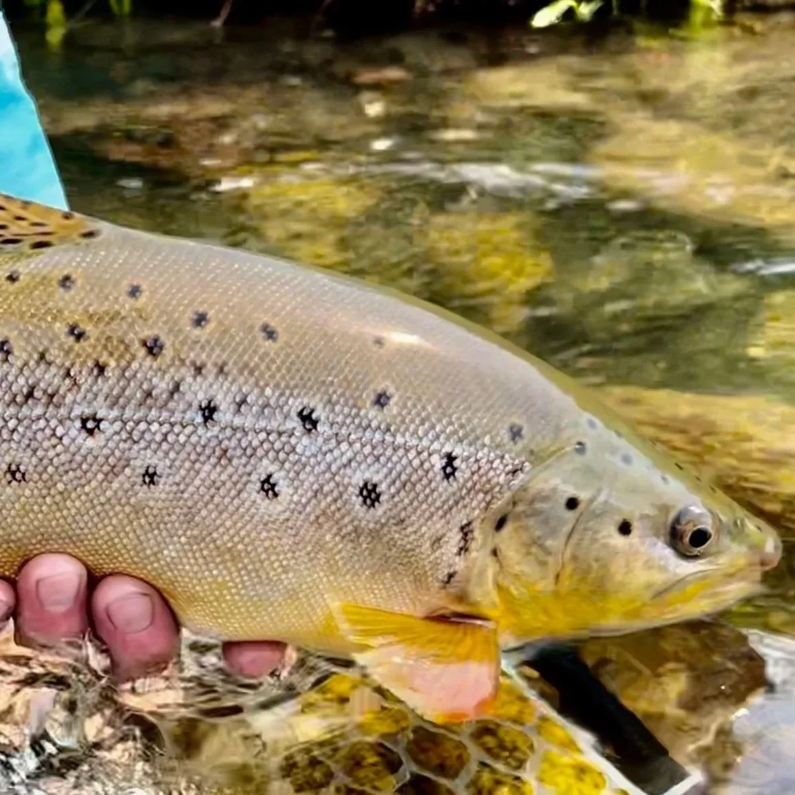 Bozeman Fly Fishing Report: Midday Windows &amp; Late-Summer Cool Down