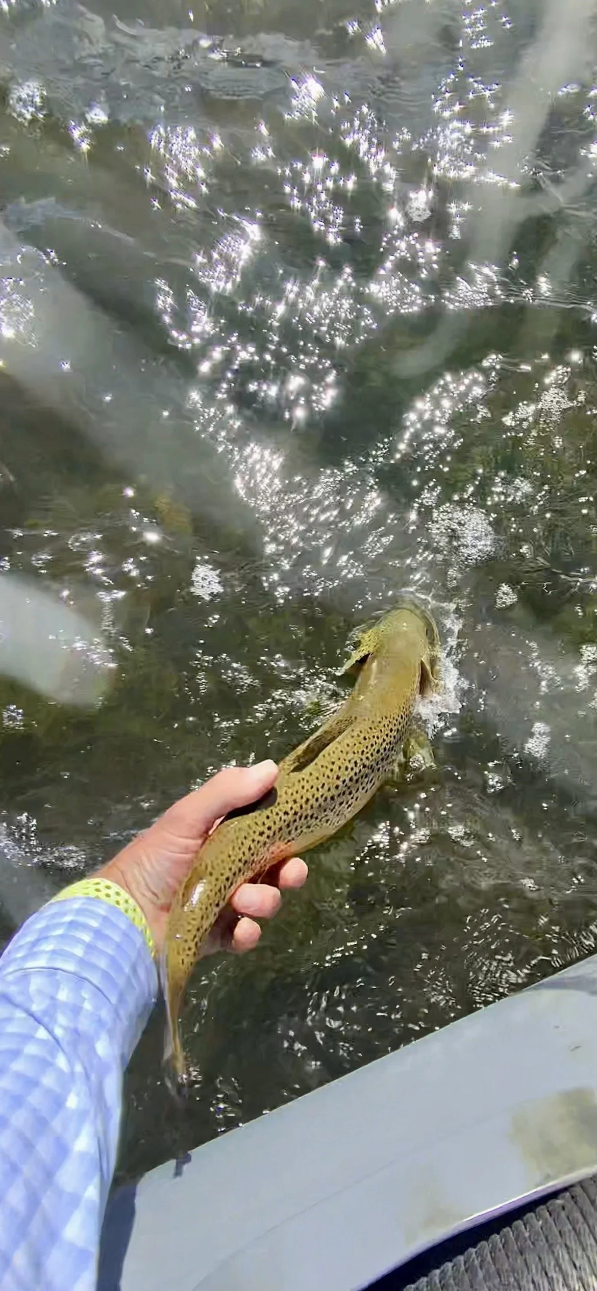 Bozeman Fly Fishing Report: Lower River Spotlight &amp; Weed Management