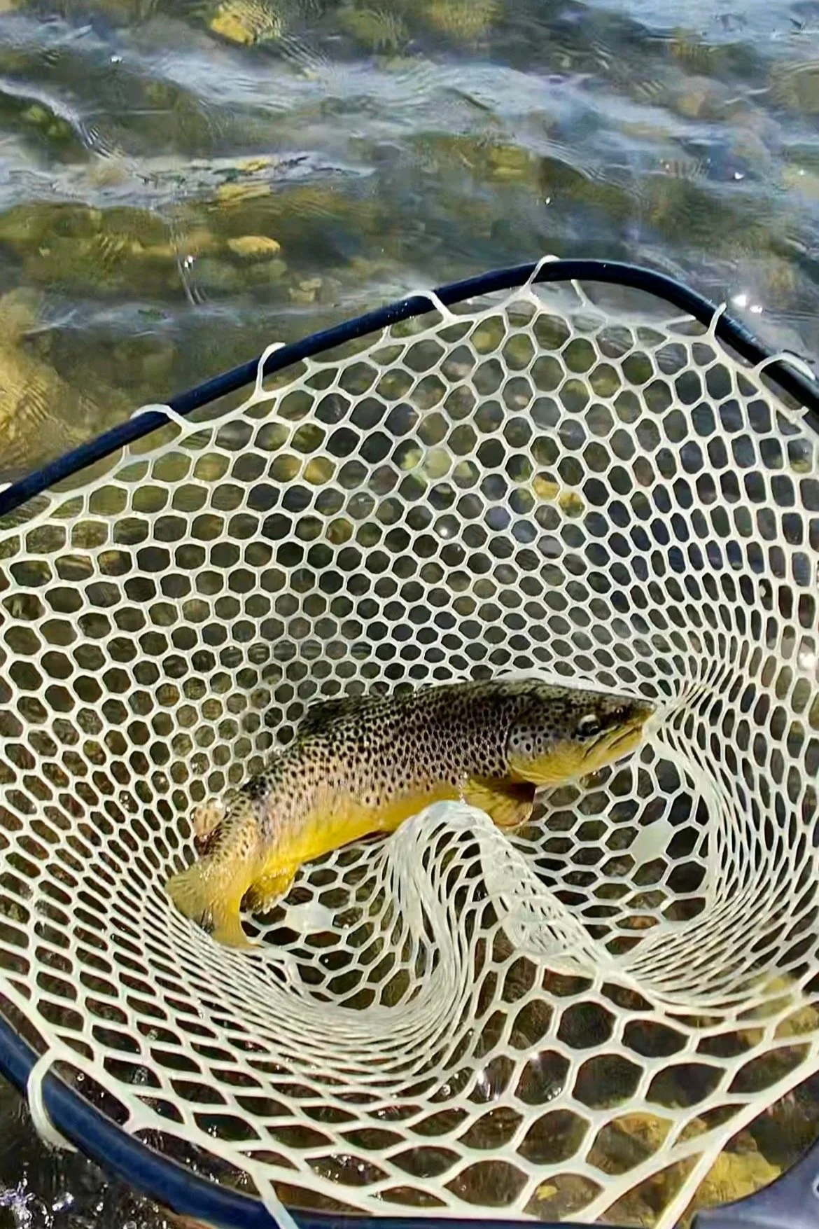 A wild brown trout resting safely in a landing net while fly fishing the Upper Madison River.