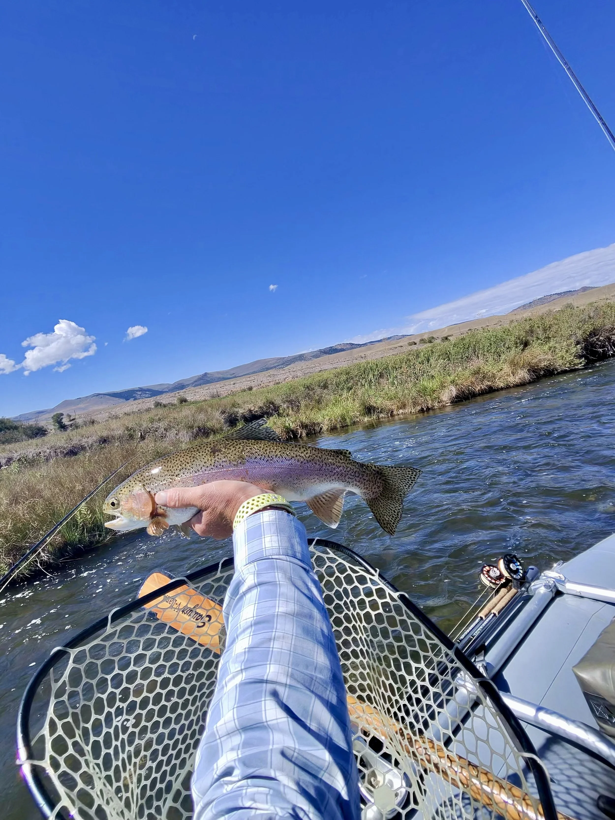 A beautiful rainbow trout safely held over the Madison River by a Flyshot Outfitters guide.