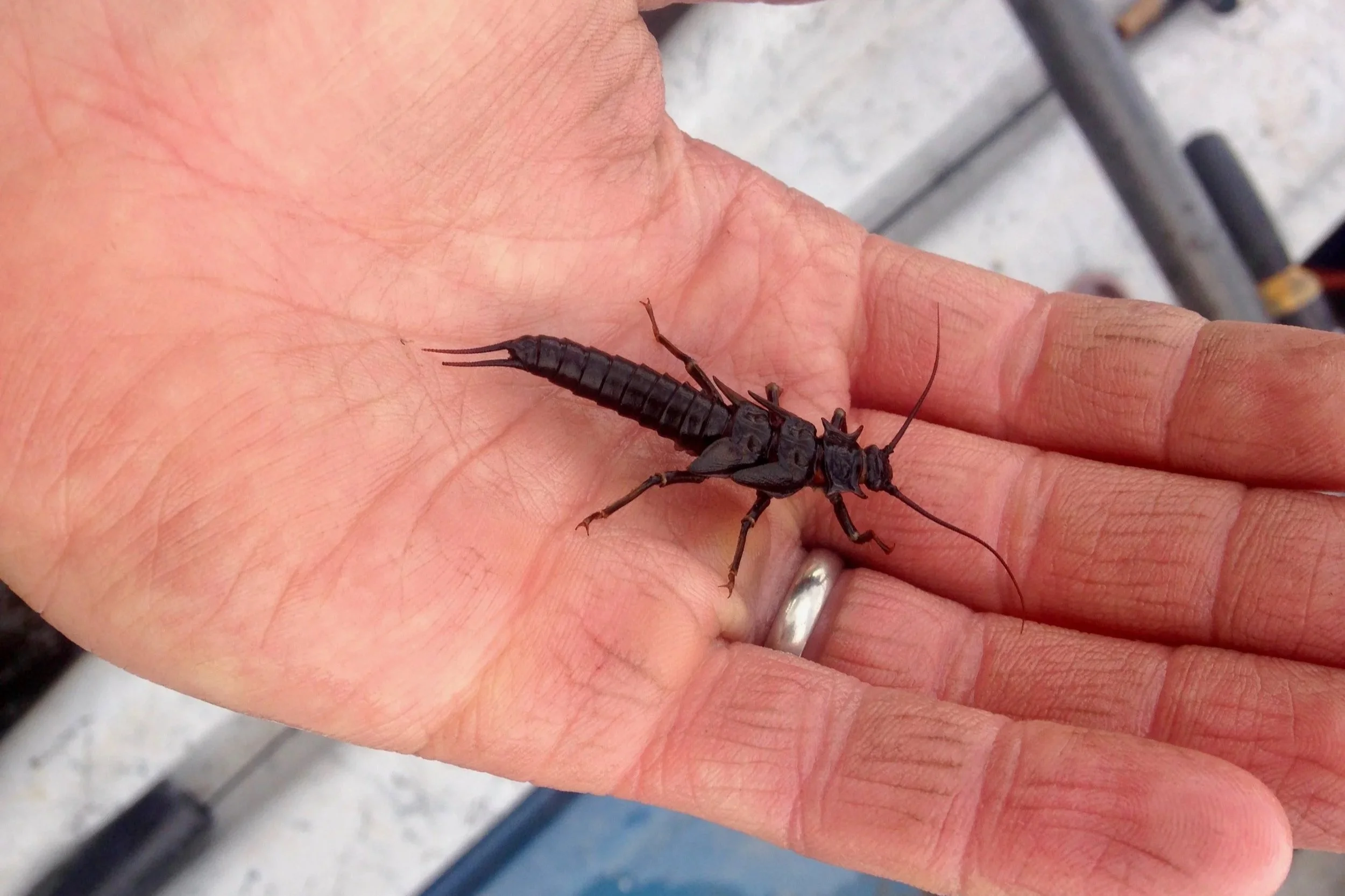 A person holding a large, black insect with a segmented body, long antennae, and two tail-like appendages.