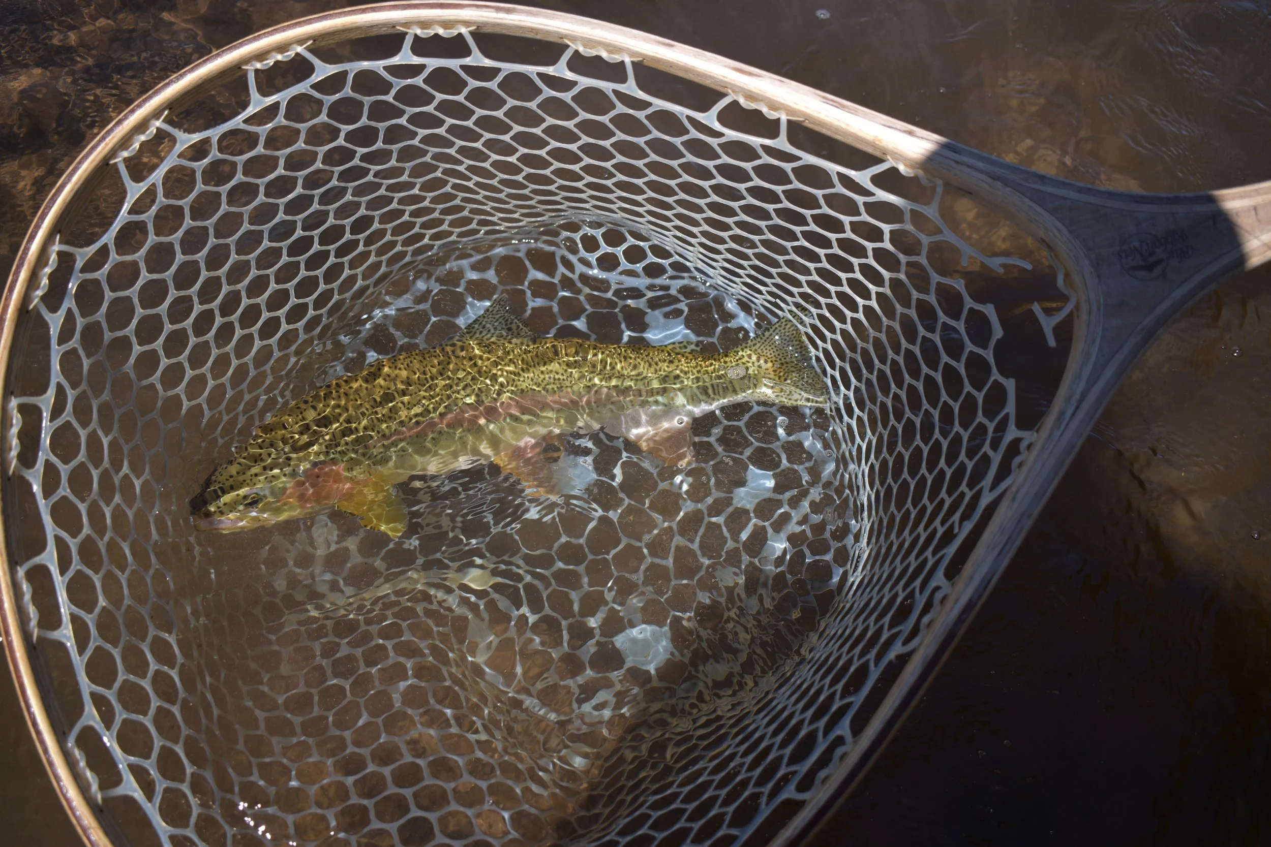 Proper catch-and-release handling of a rainbow trout resting in a net in the cool waters of the Madison River.