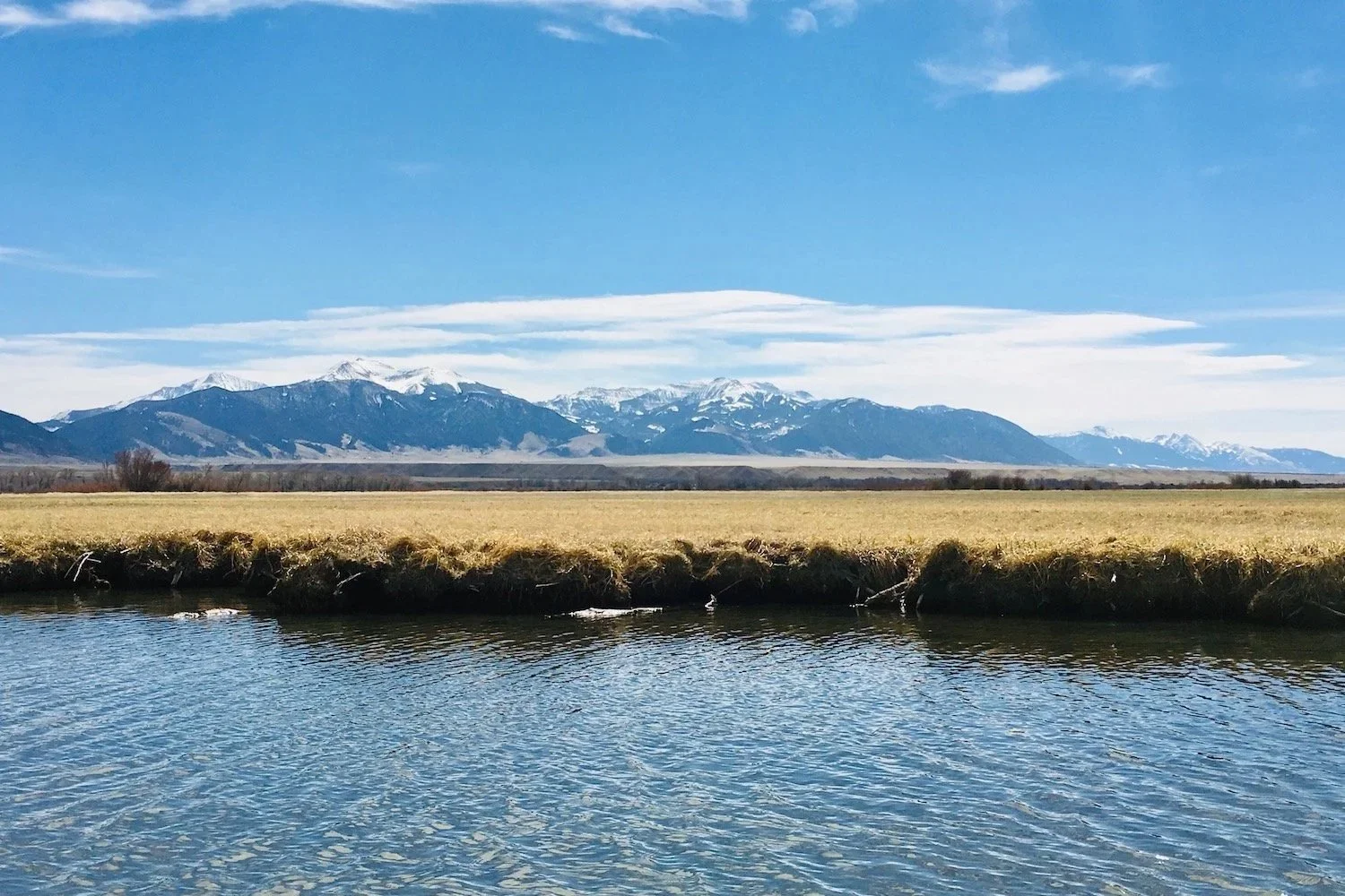A scenic view looking across the shallow weed beds of Ennis Lake toward the Madison Range, showcasing the rich aquatic ecosystem of the Upper Madison River valley near Ennis, Montana.