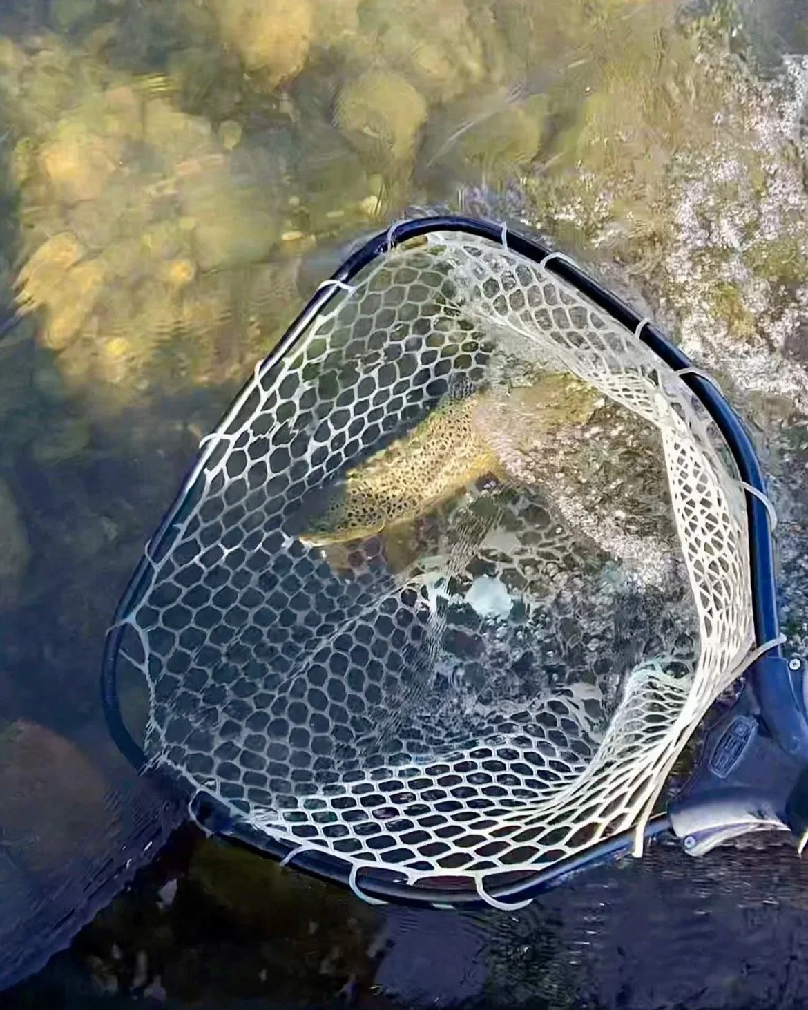 A wild brown trout resting safely in a landing net on the Upper Madison River.