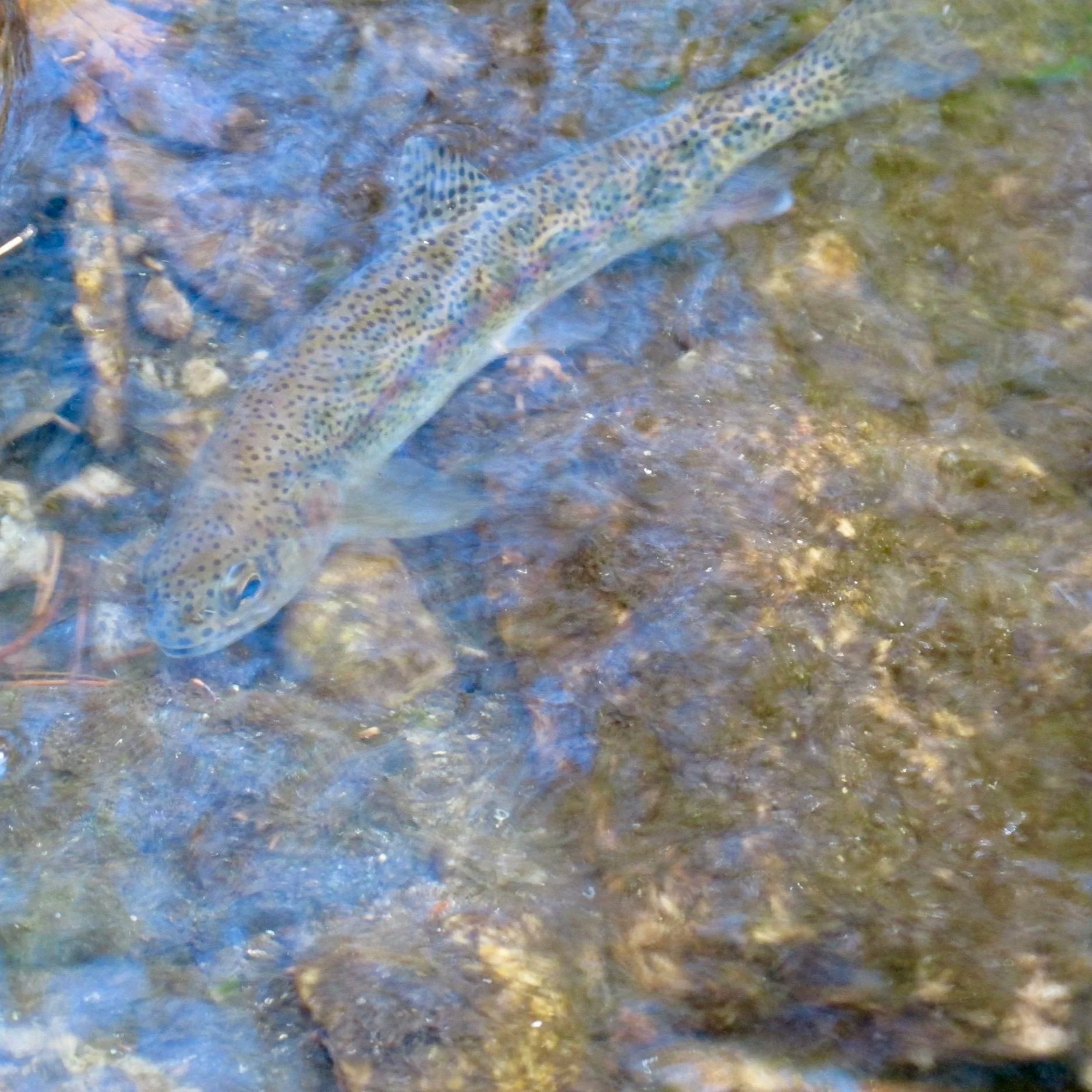 A small, wild cutthroat trout swimming in clear water during a Montana fly fishing trip.