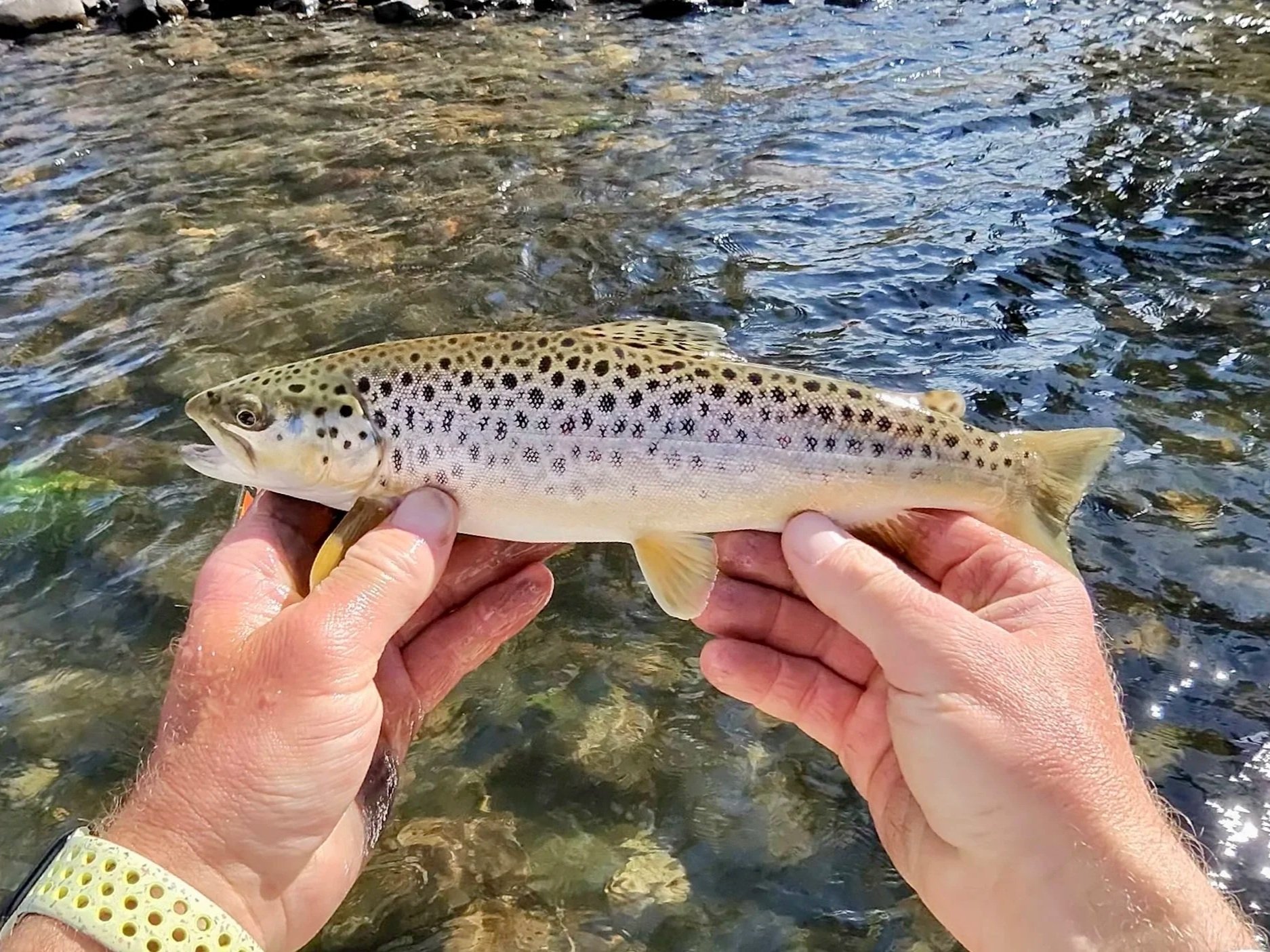 A small brown trout safely handled by guide David Kern on the Madison River, highlighting a healthy river ecosystem.