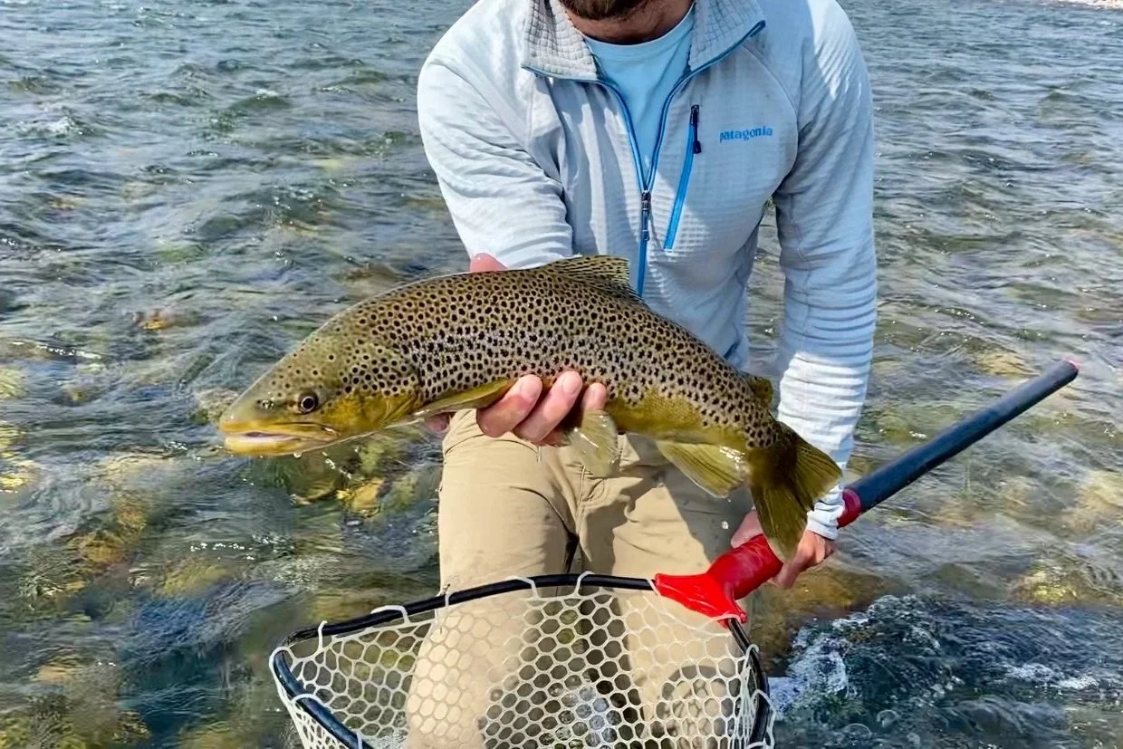 Close-up of a wild brown trout safely handled in a landing net on the Madison River.