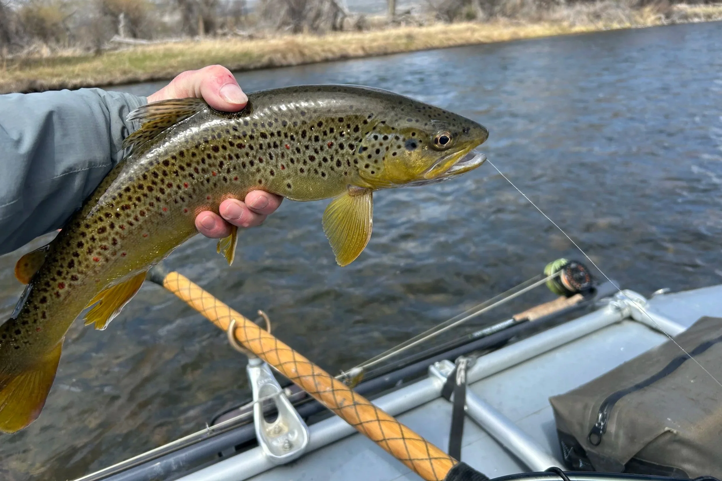 Close-up of a guide's hands holding a wild Madison River brown trout that took a pegged egg, highlighting the successful 'egg eater' tactic for late winter fishing.