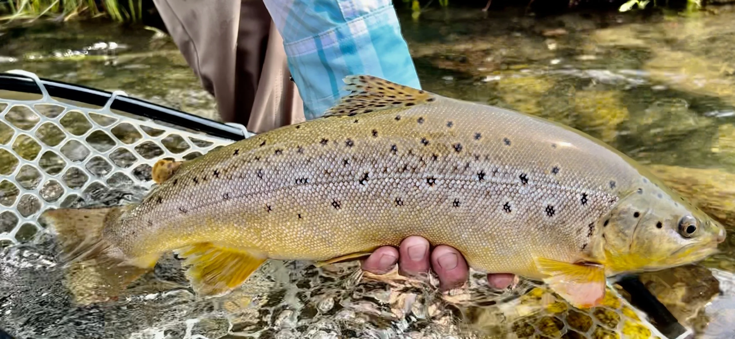 A large brown trout safely handled after eating a streamer on the Madison River near Story Ditch.