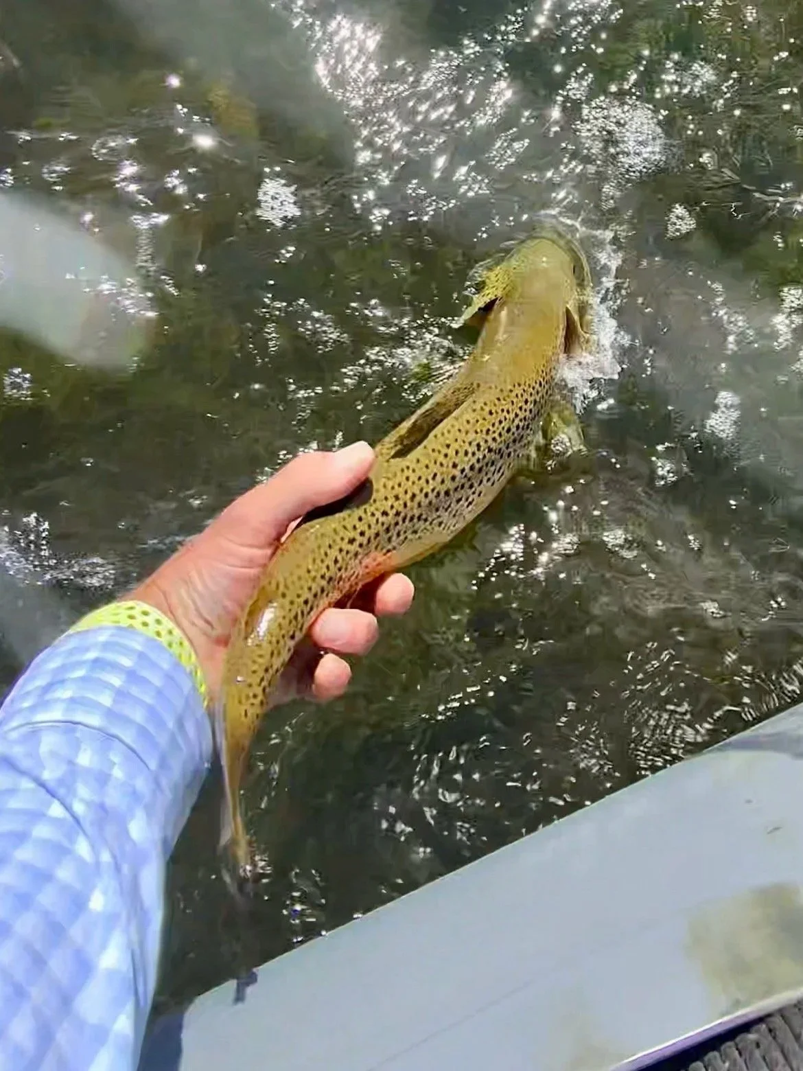 A brown trout swimming directly out of a guide's hand during a safe release on the Upper Madison.
