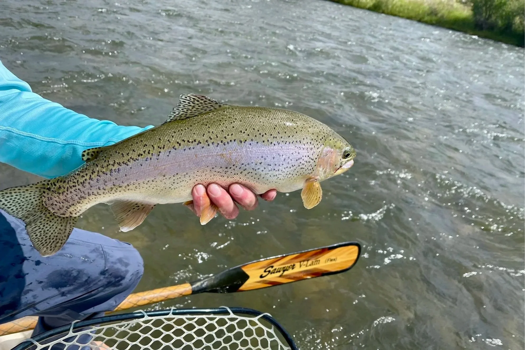 A 5-star review image of a rainbow trout next to a custom Sawyer wood oar, highlighting the high-quality gear used by Flyshot Outfitters on the Madison River.