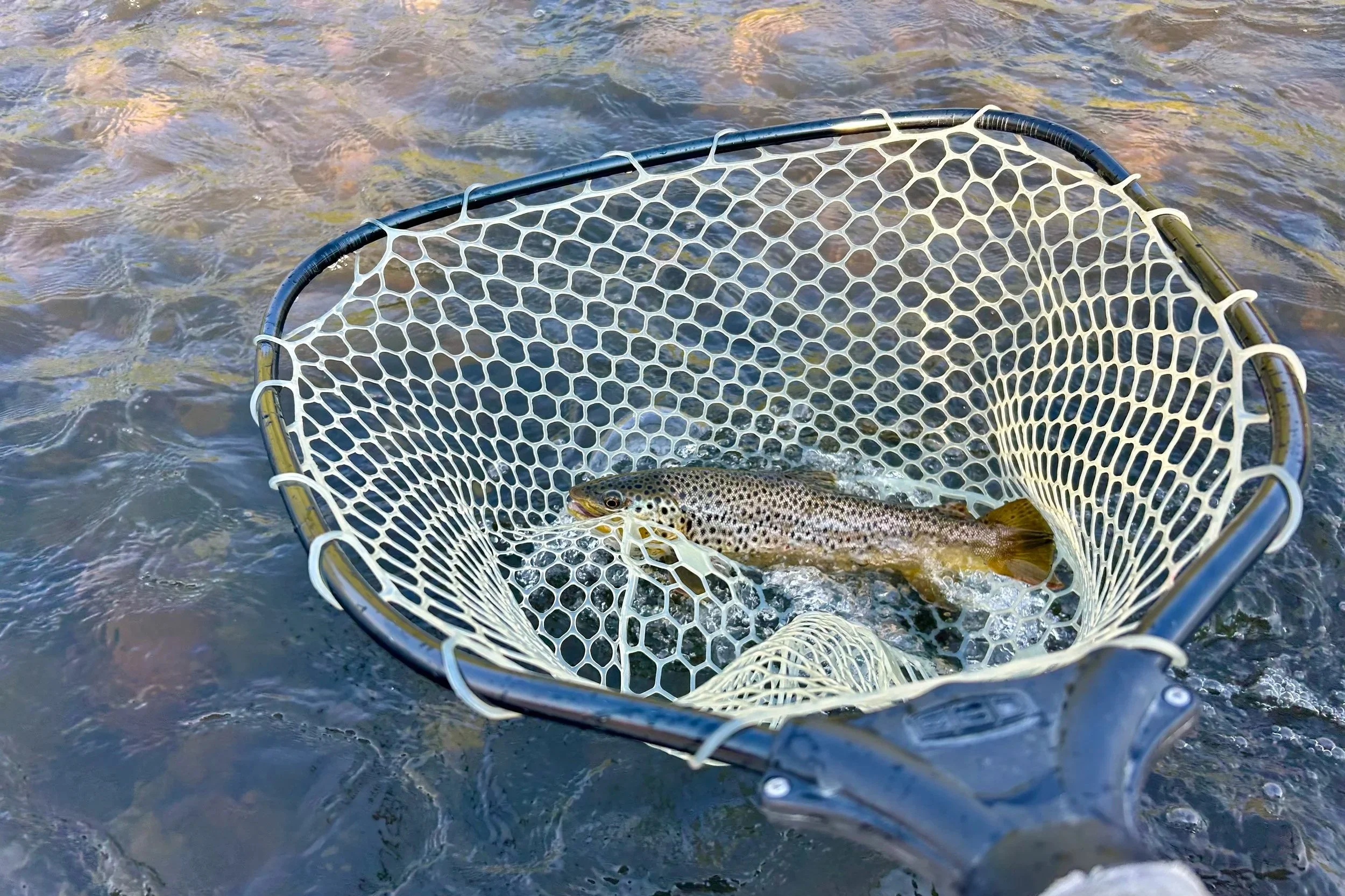 A Madison River brown trout resting safely in the water inside a rubber landing net, demonstrating proper catch-and-release handling.