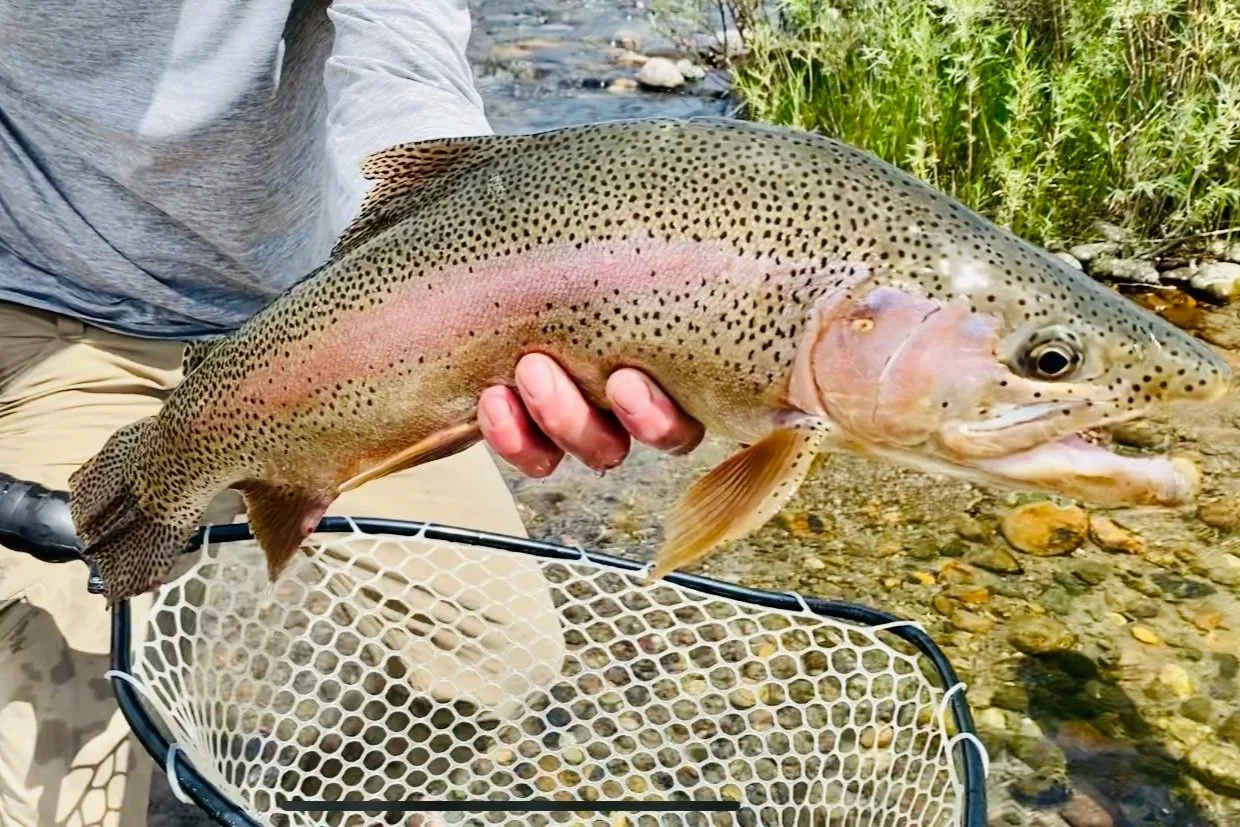 A massive 24-inch male rainbow trout with a prominent hook jaw caught during a guided fly fishing trip on the Yellowstone River in Paradise Valley with Flyshot Outfitters.