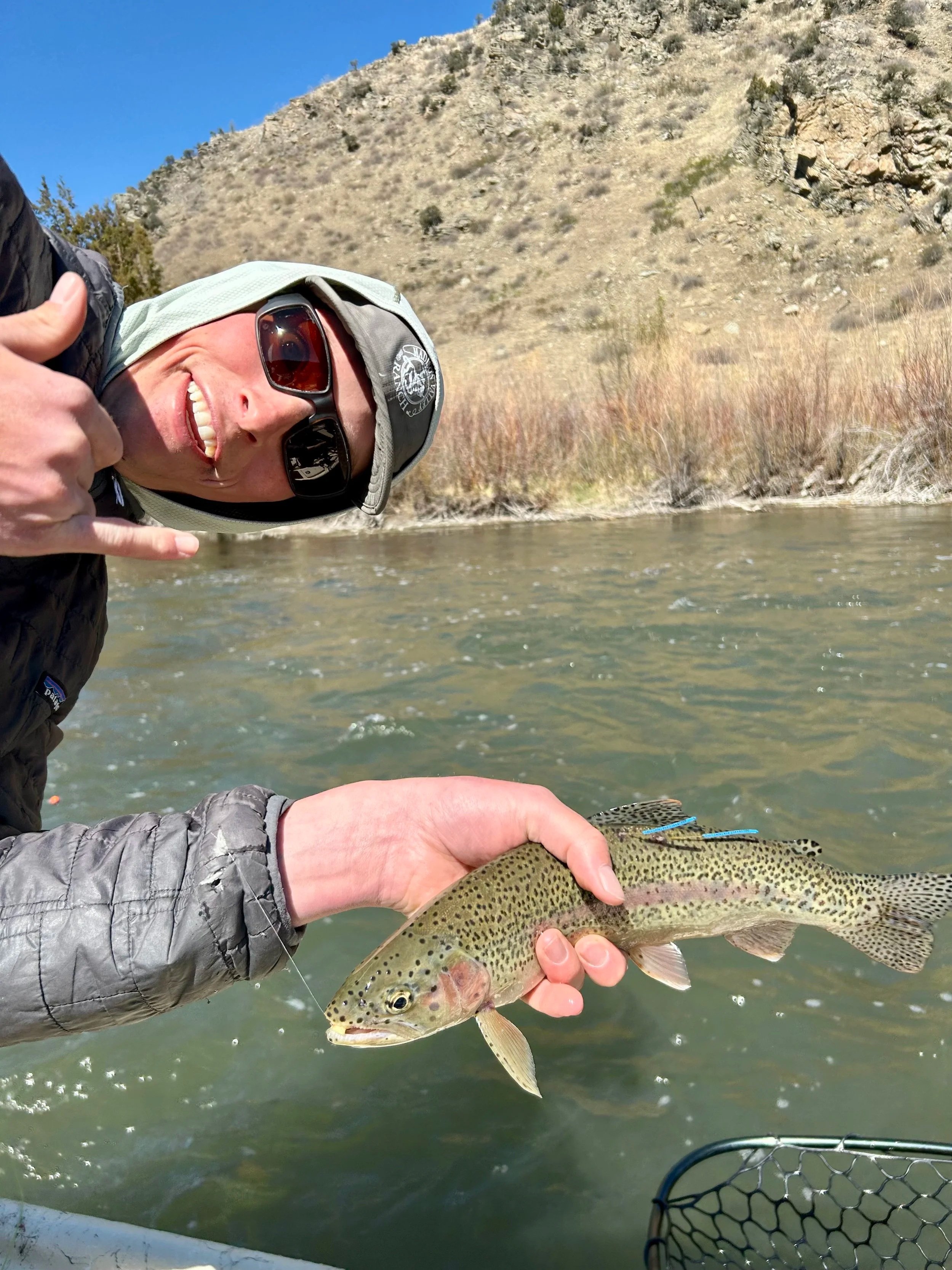 A unique rainbow trout caught on the Lower Madison River featuring two Montana FWP research tags, highlighting local conservation efforts and fish population health.