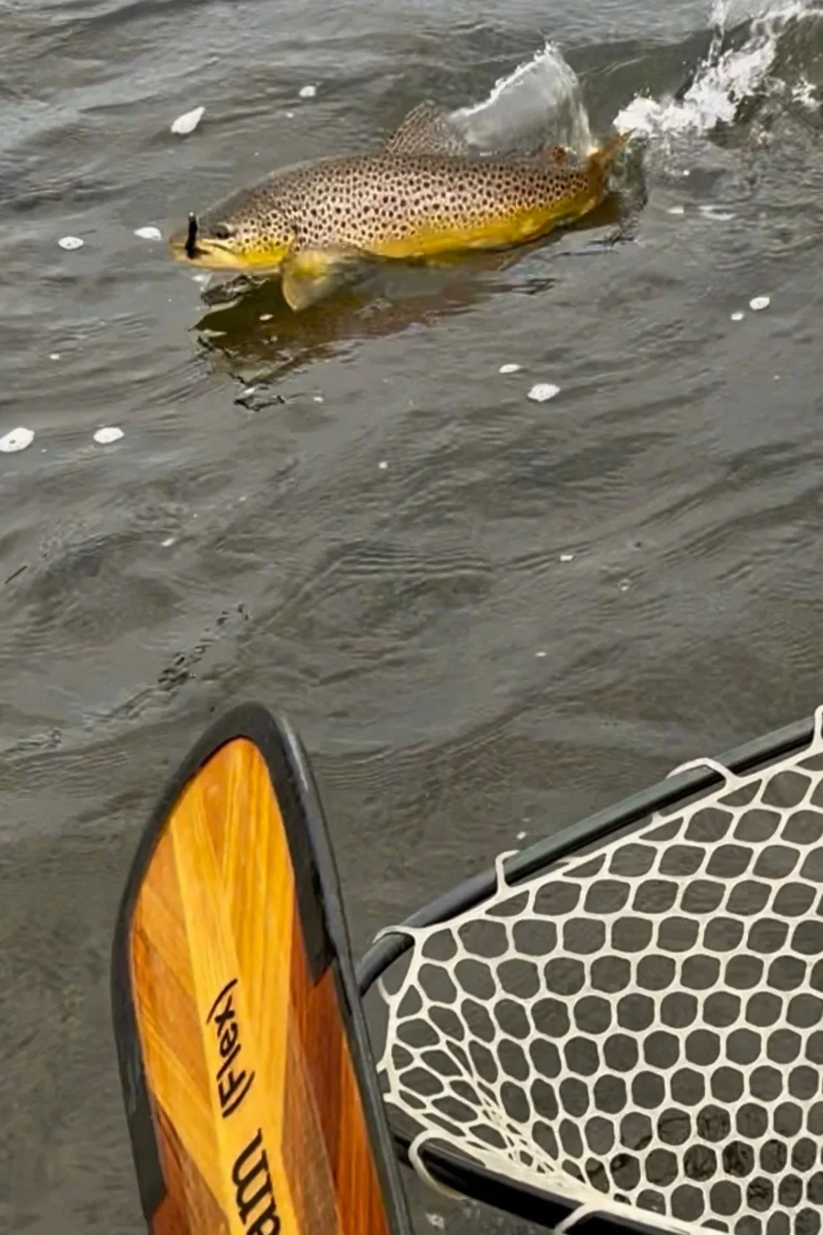 A wild brown trout caught on a streamer while fly fishing the Madison River below Varney.