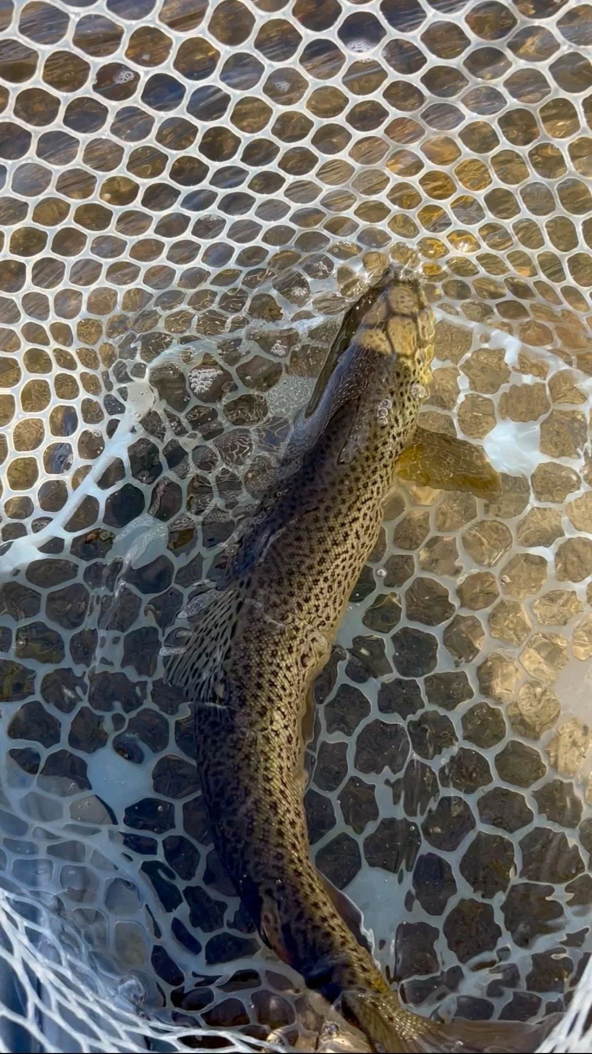 An overhead view of a healthy brown trout swimming in a rubber landing net in the clear waters of the Madison River, showcasing its vibrant markings and safe catch-and-release handling.