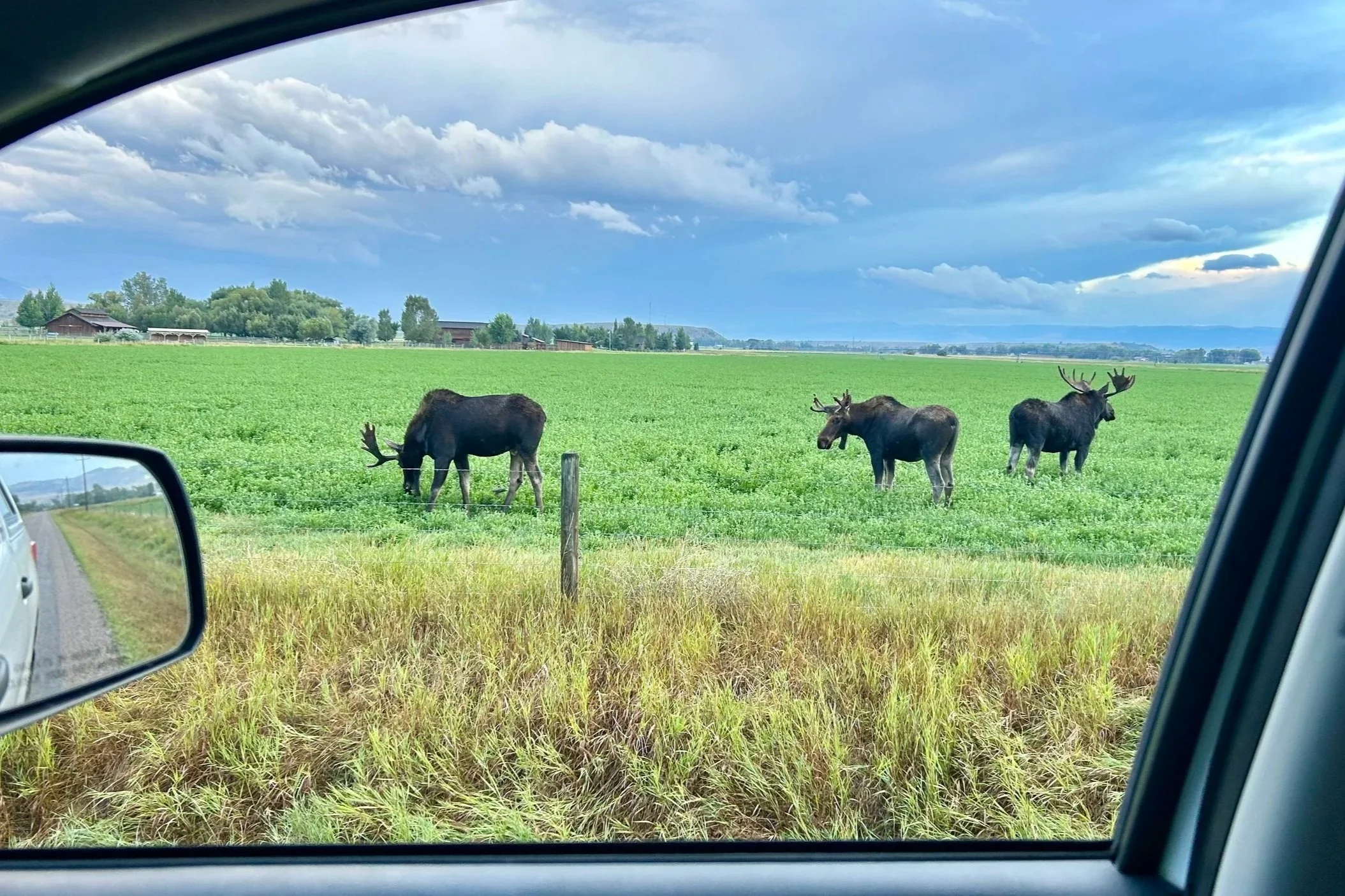 View from a truck window of three bull moose standing in a field during a morning Montana fly fishing trip.