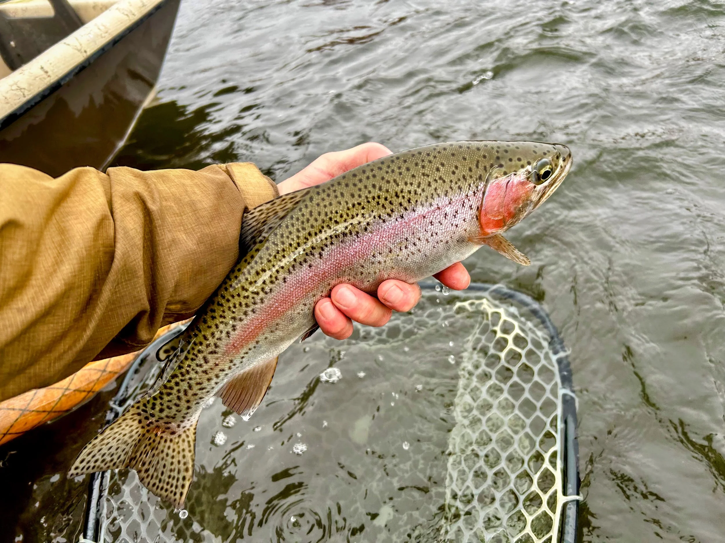 A fat rainbow trout caught while feeding on the fall whitefish spawn on the Lower Madison River.